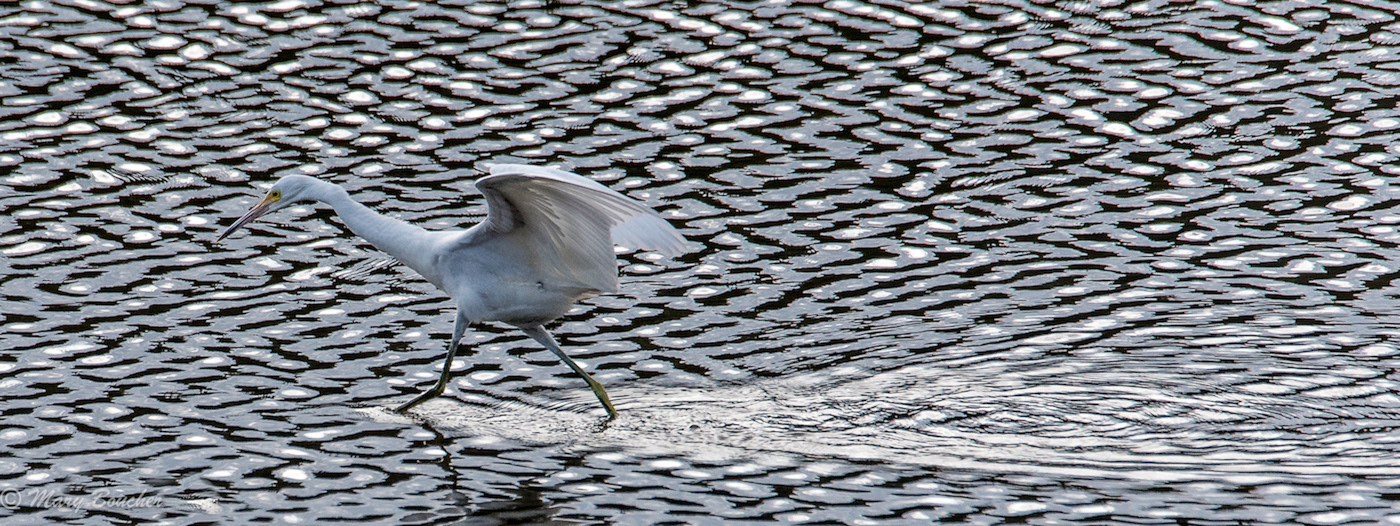 Great Egret