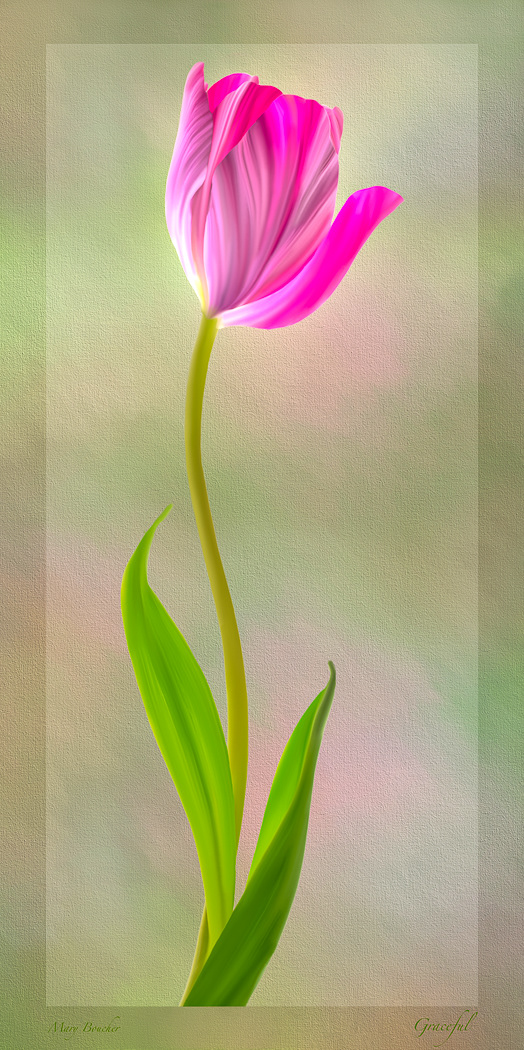 Graceful Tulip