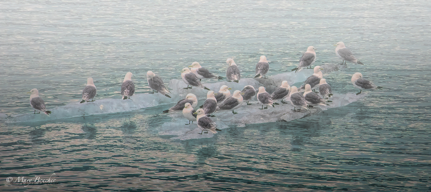 Gulls