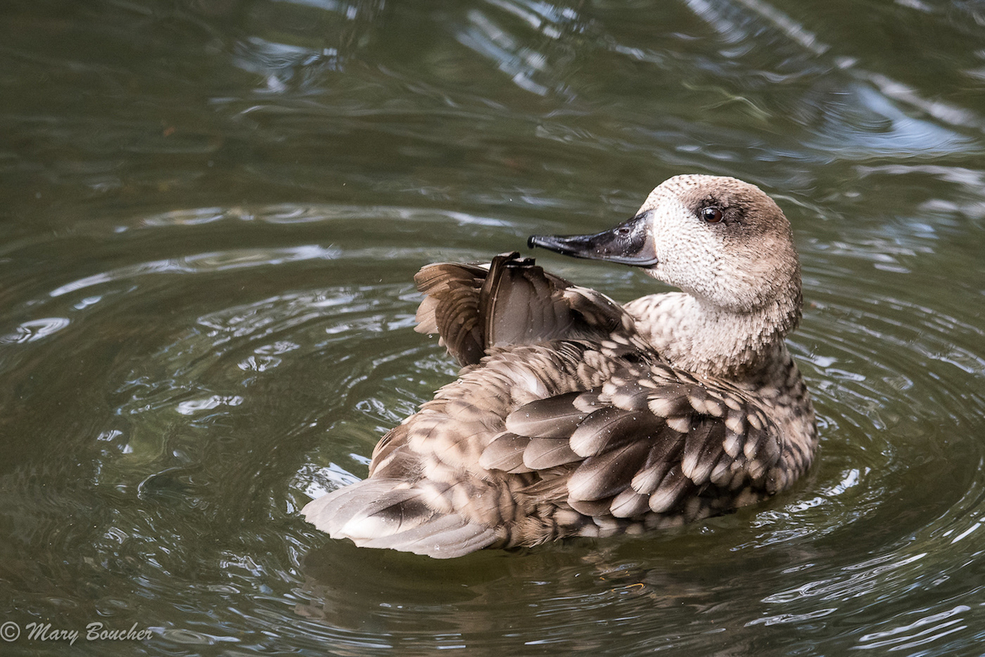 Marbled Duck