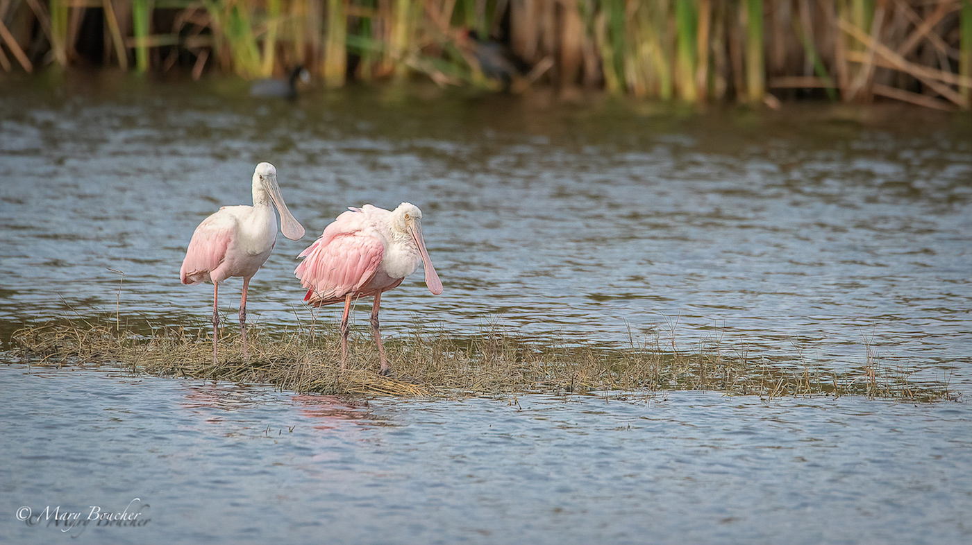 Roseate Spoonbill