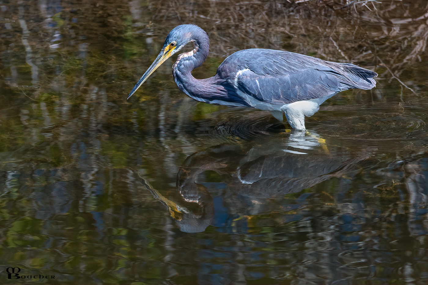 Tricolored Heron
