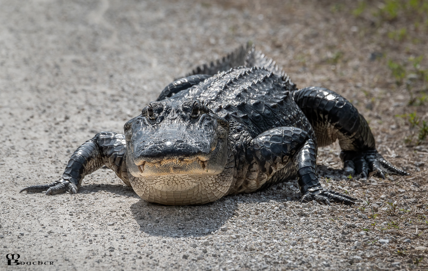 Alligator