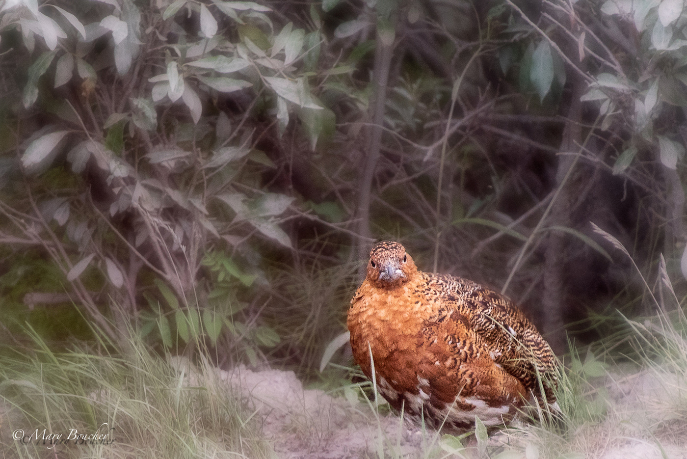 Willow Ptarmigan