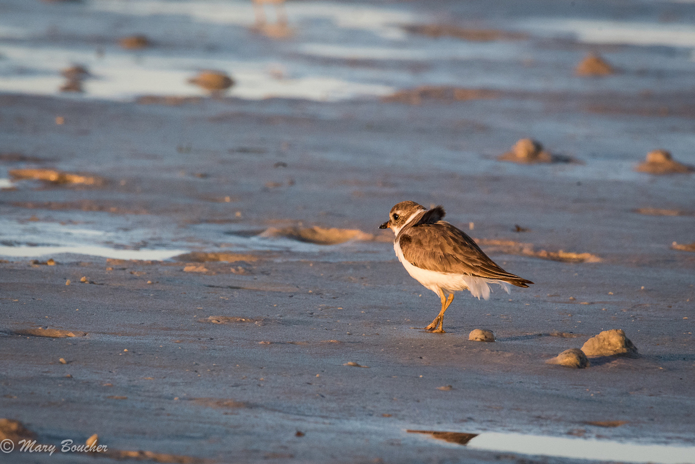 Semipalmated Plover