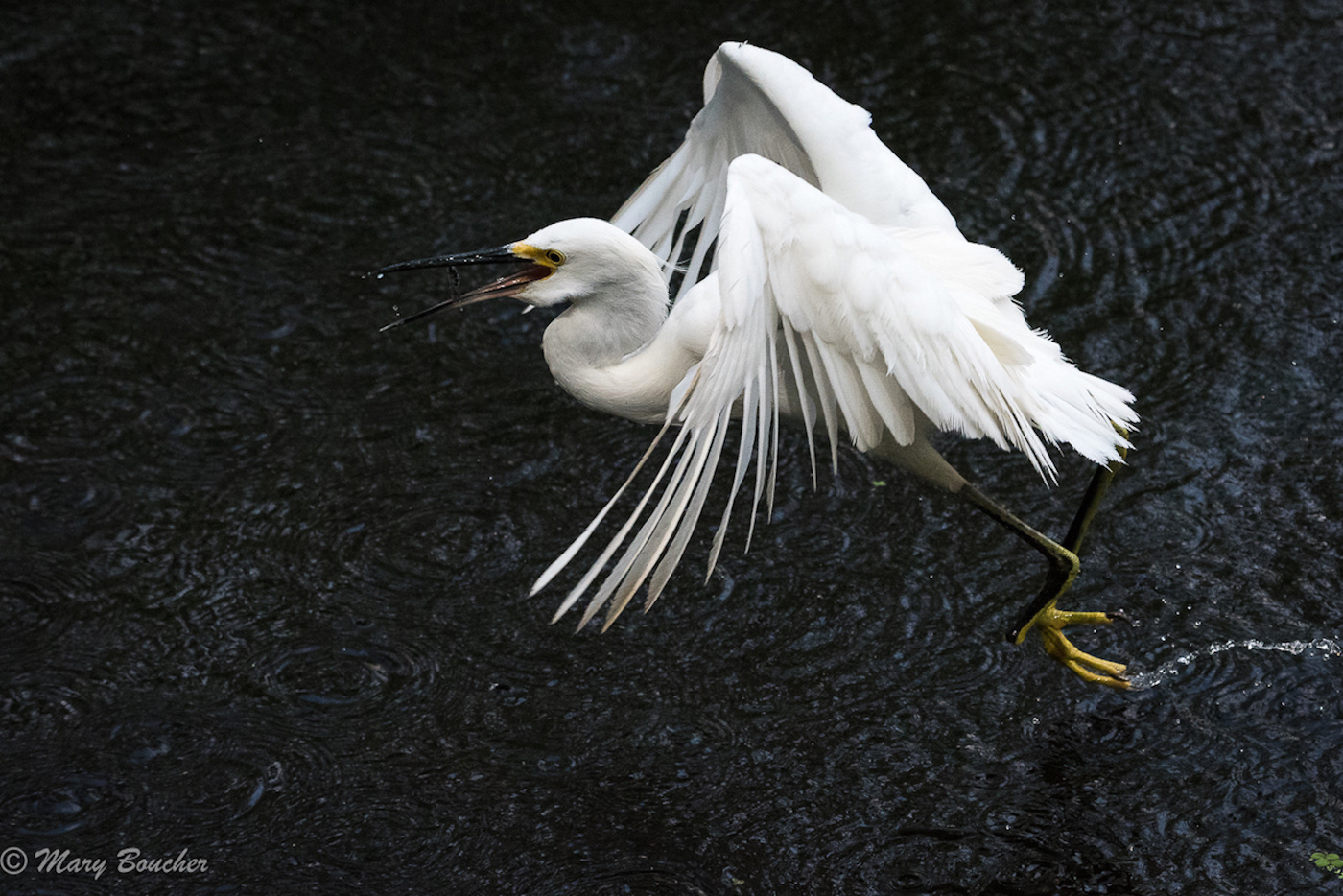 Snowy Egret