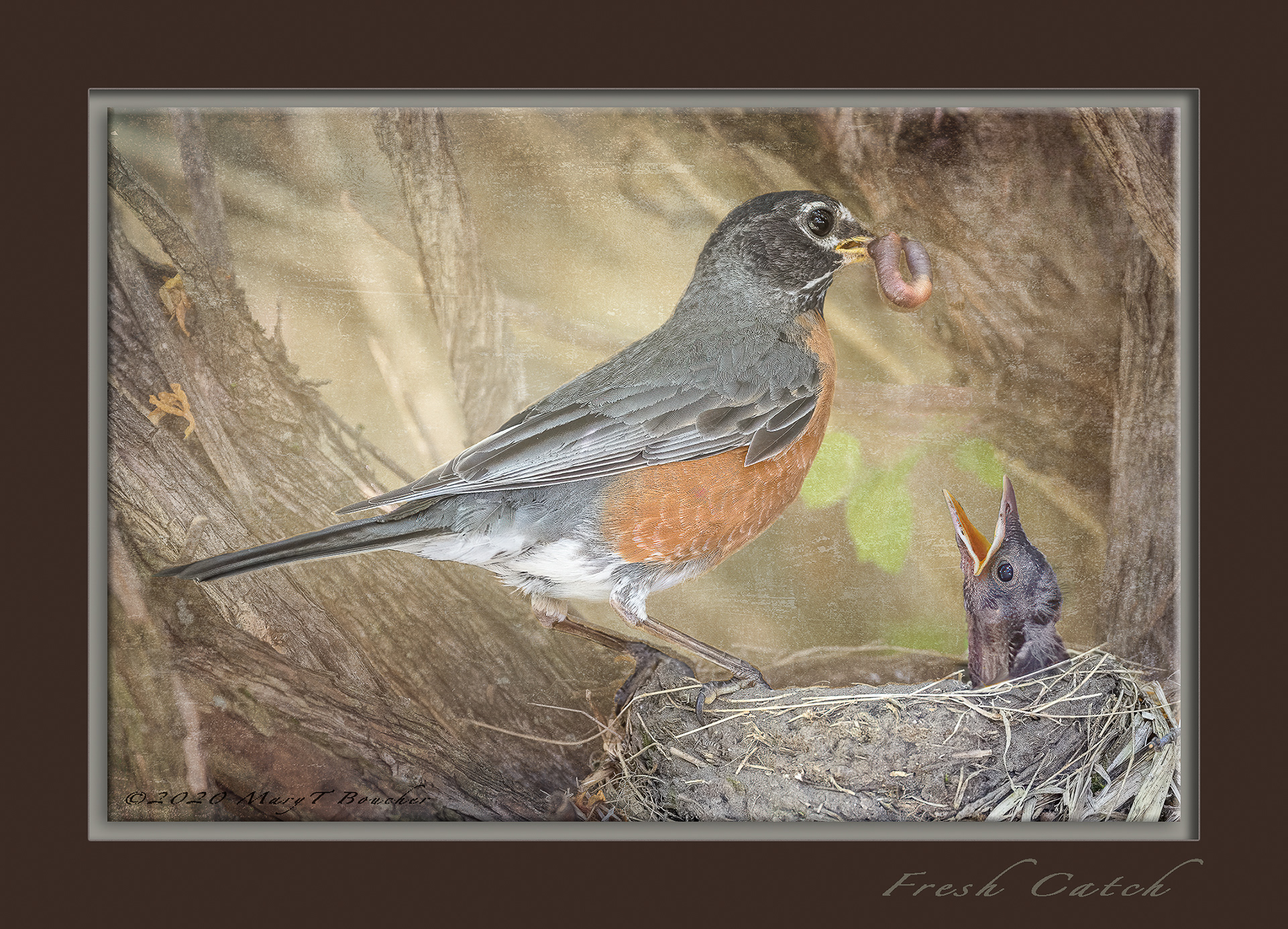 Robin Feeding Time
