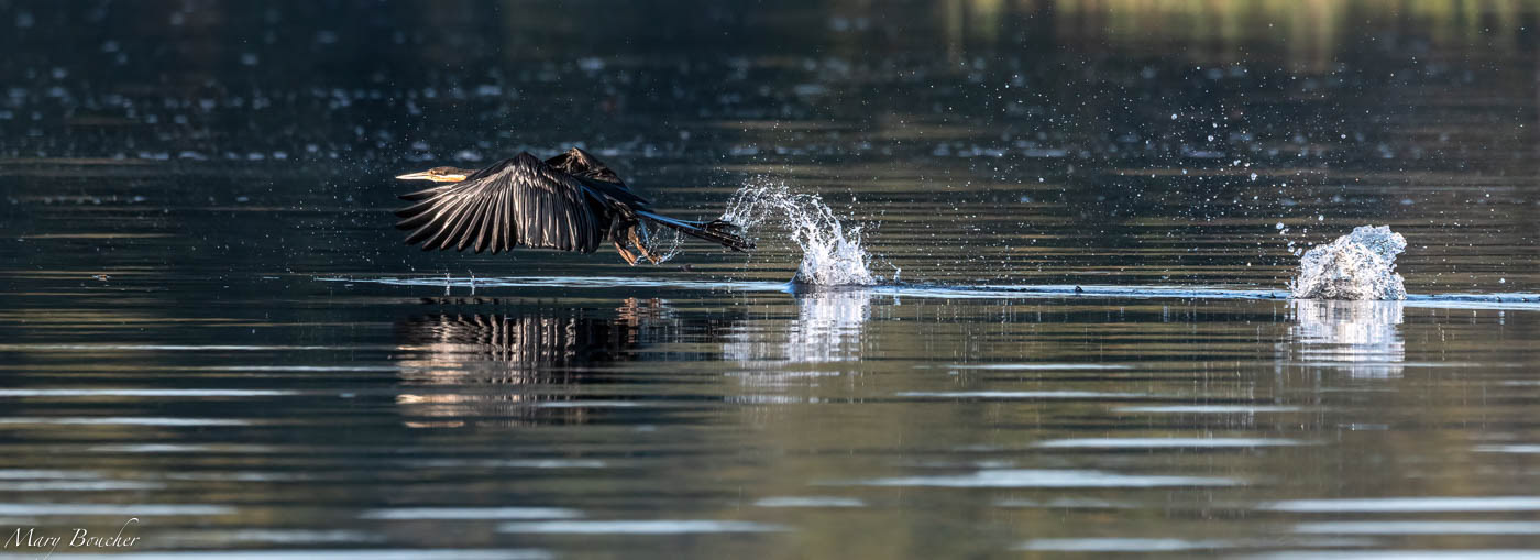 African Darter