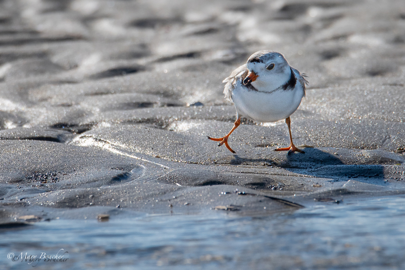 Piping Plover