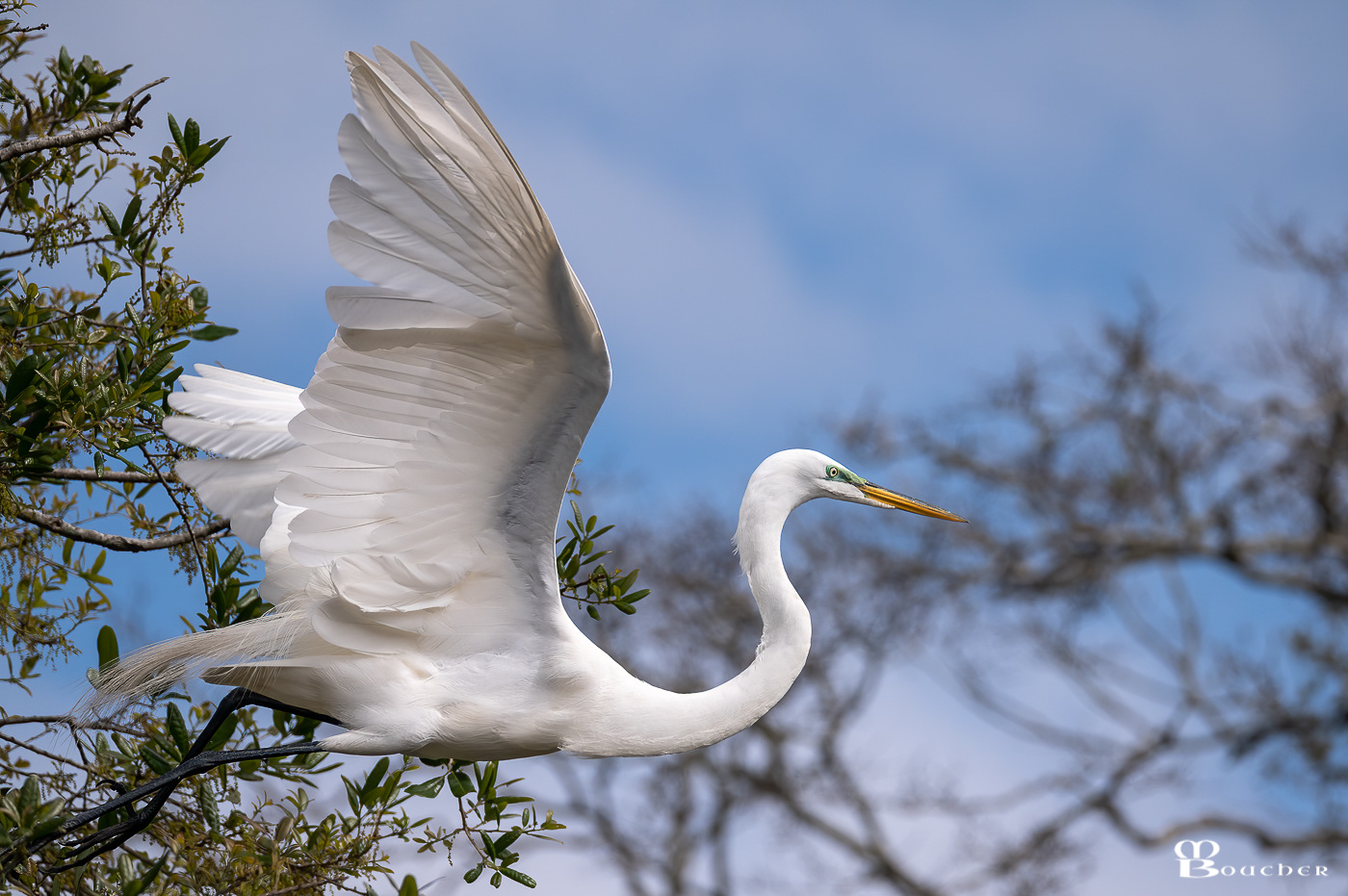 Great Egret