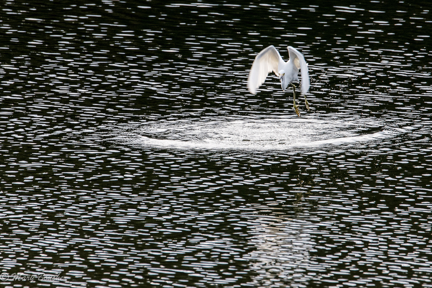 Great Egret