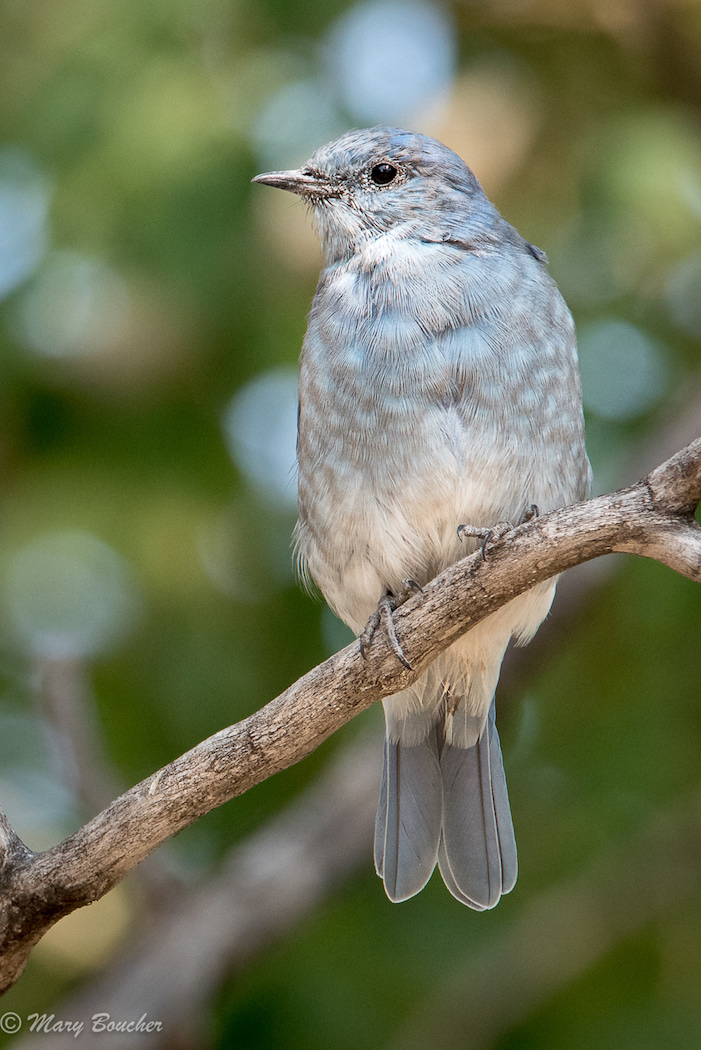 Mountain Bluebird
