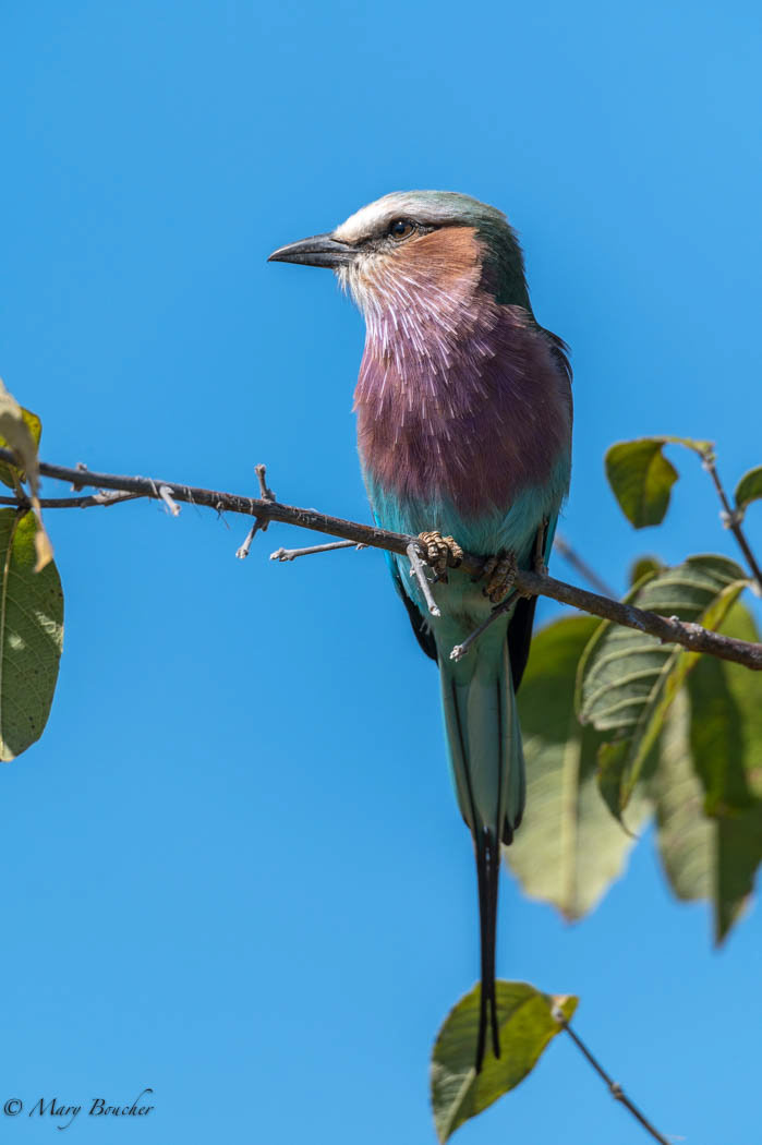 Lilac-breasted Roller
