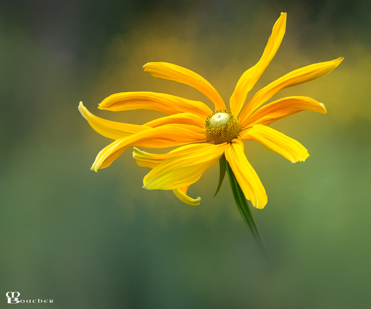 Irish Black-eyed Susan