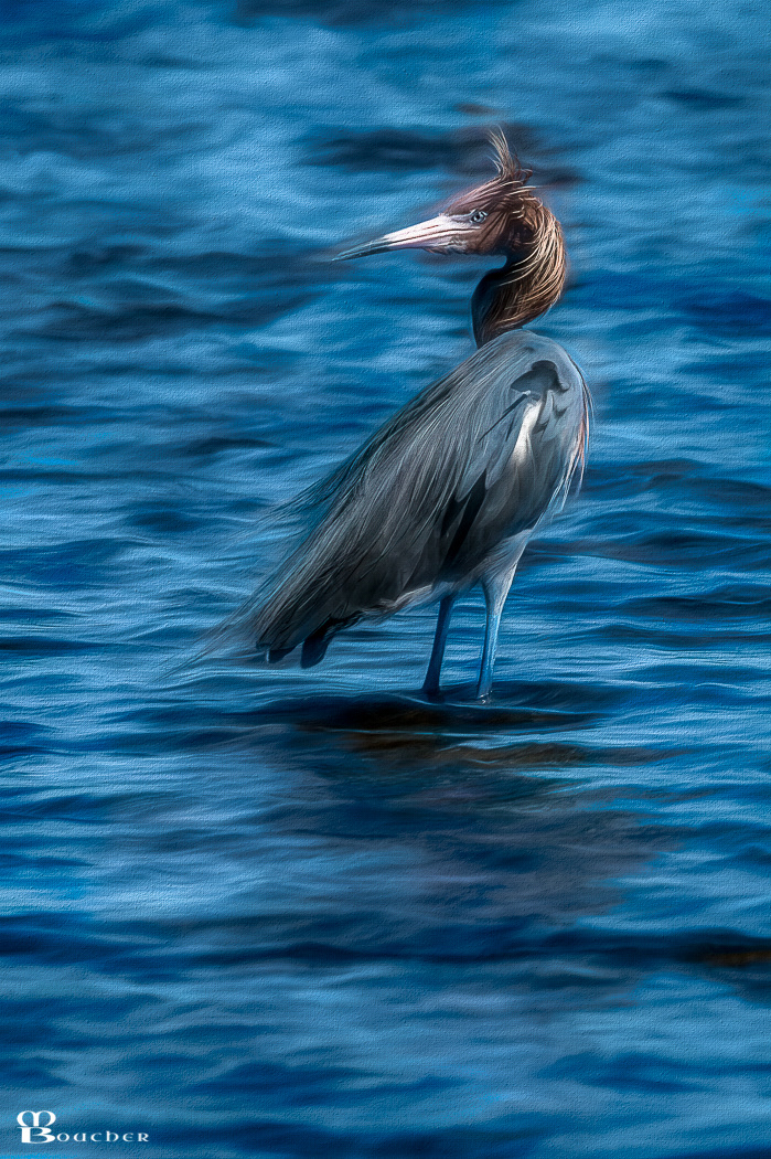 Windblown Reddish Egret