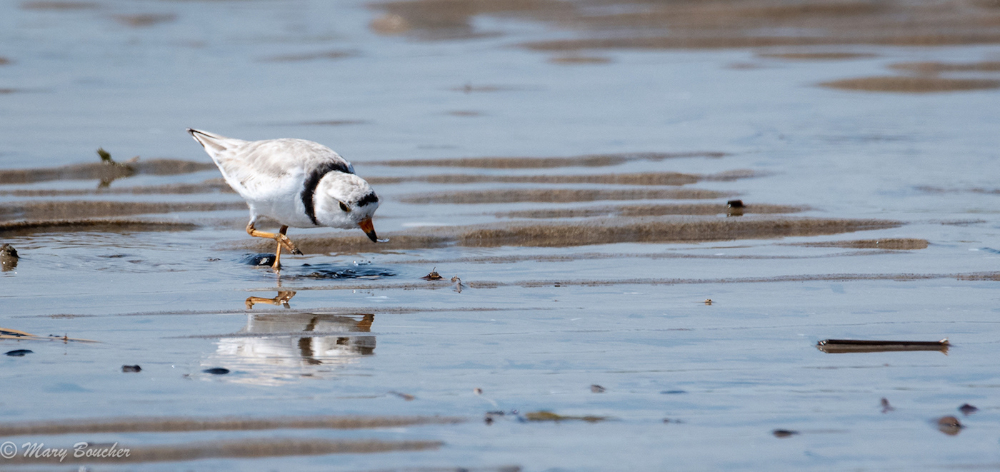 Piping Plover
