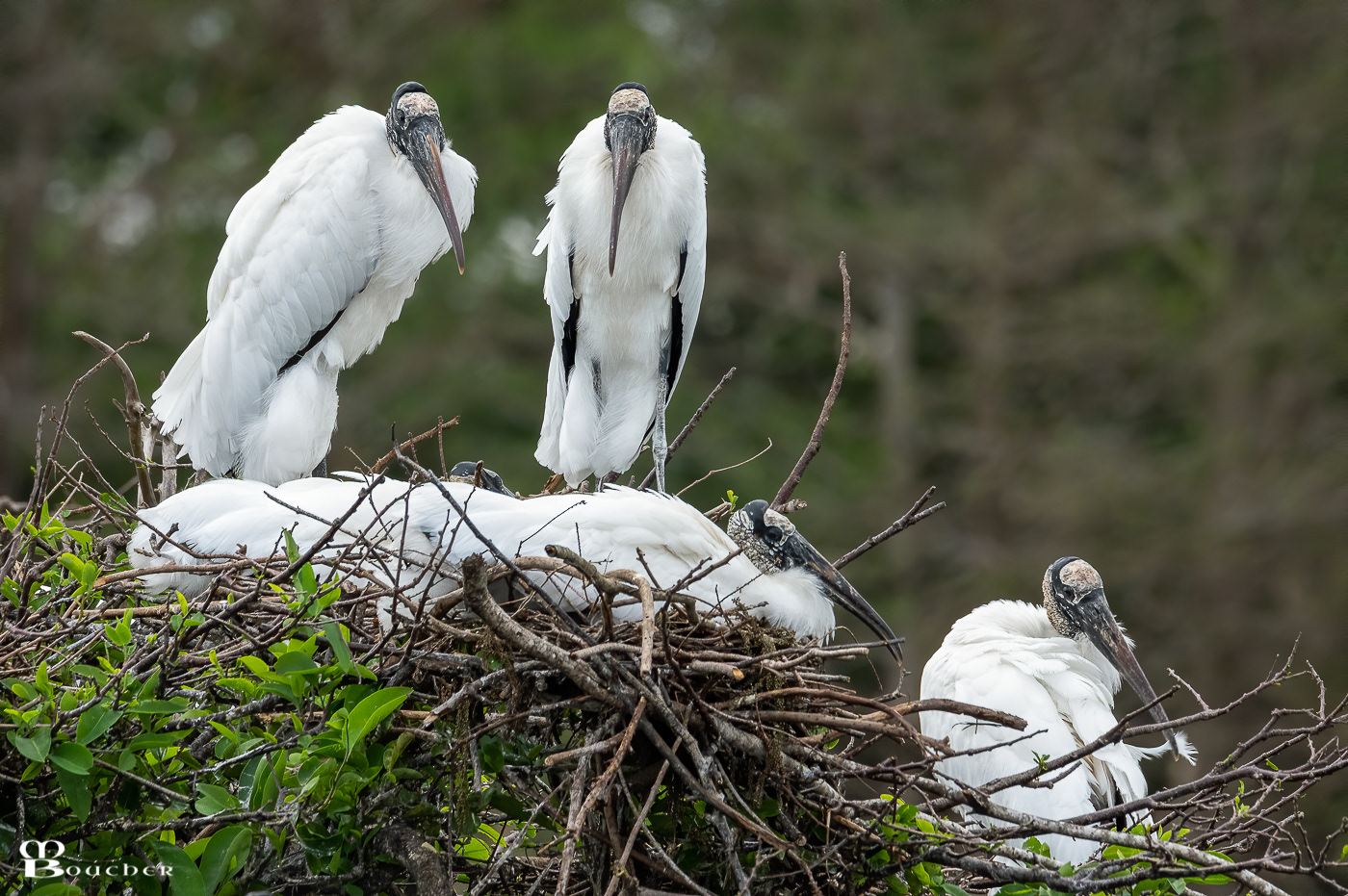 Wood Storks