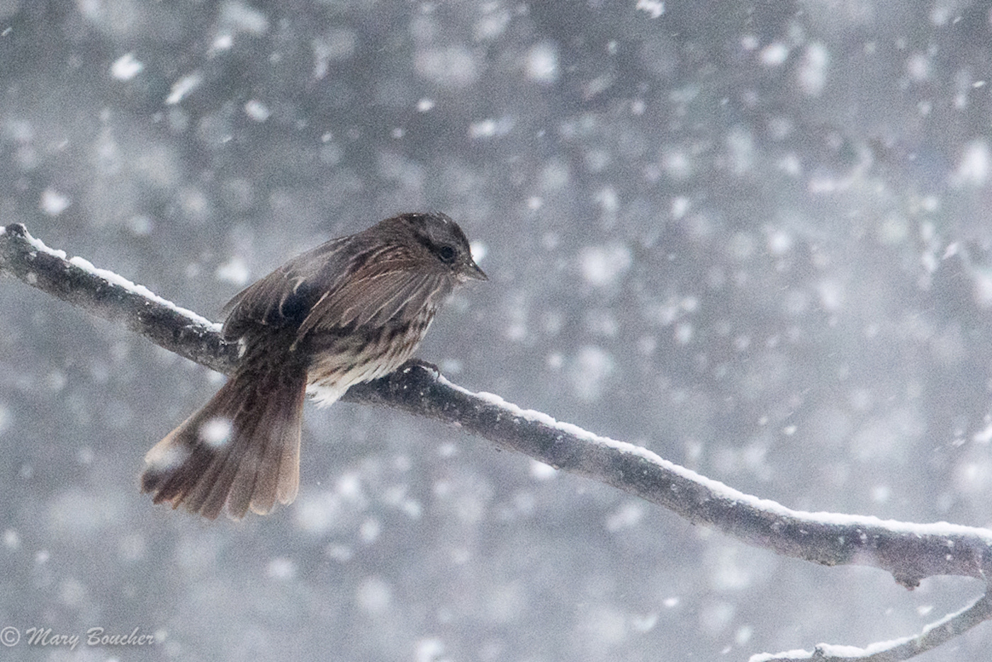 House Wren