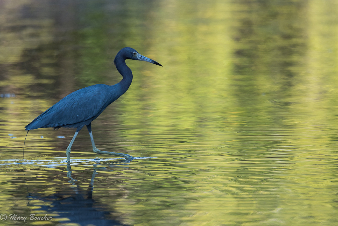 Little Blue Heron