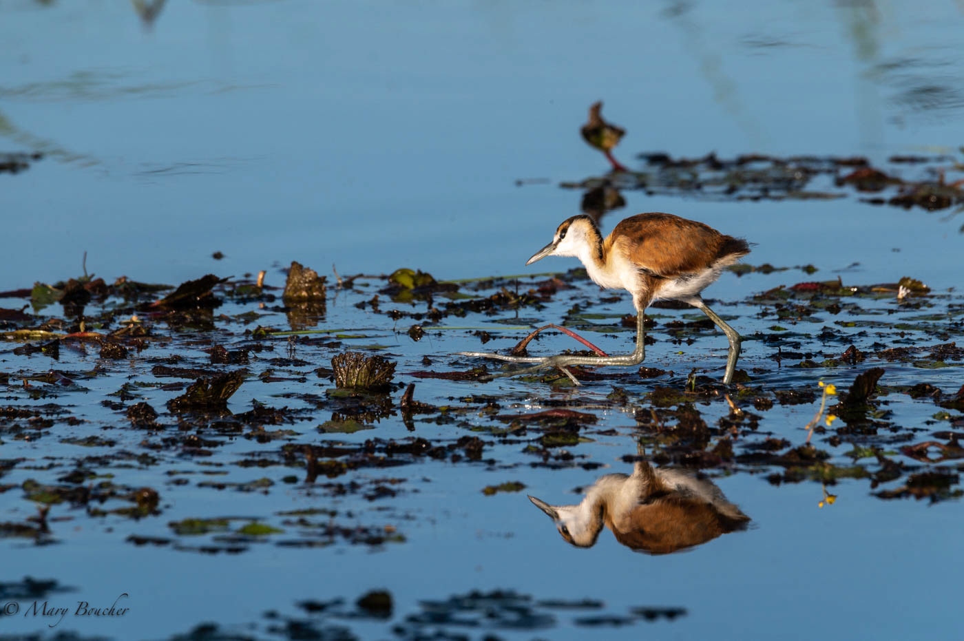 Jacana Chick