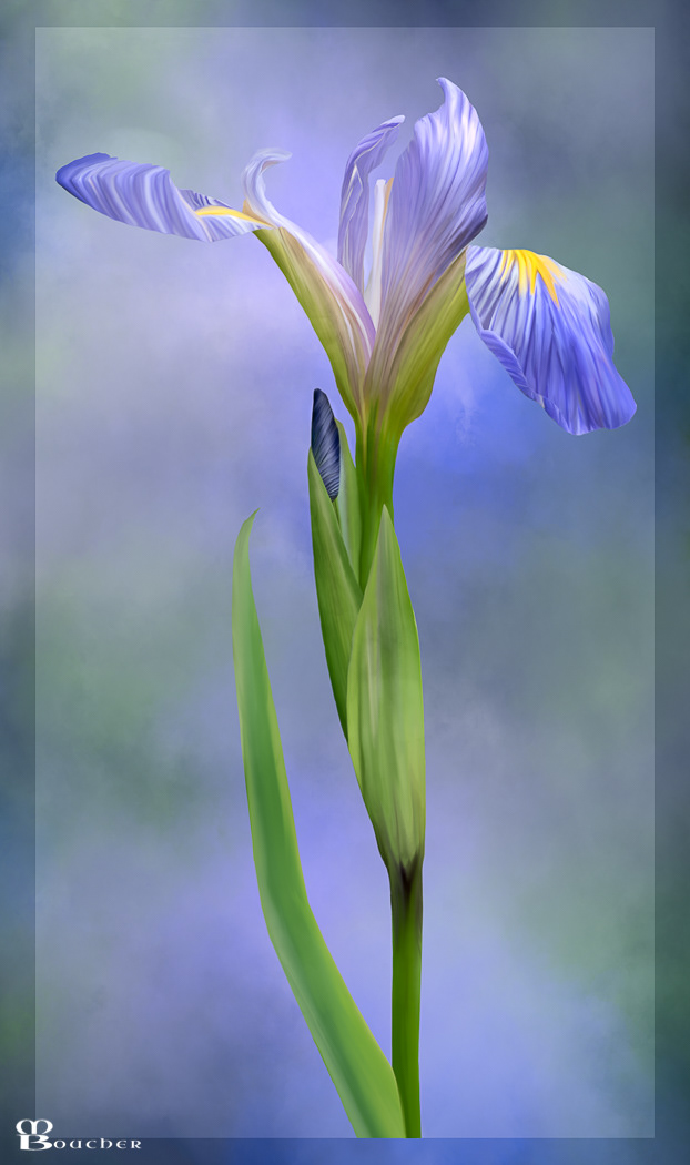 Iris