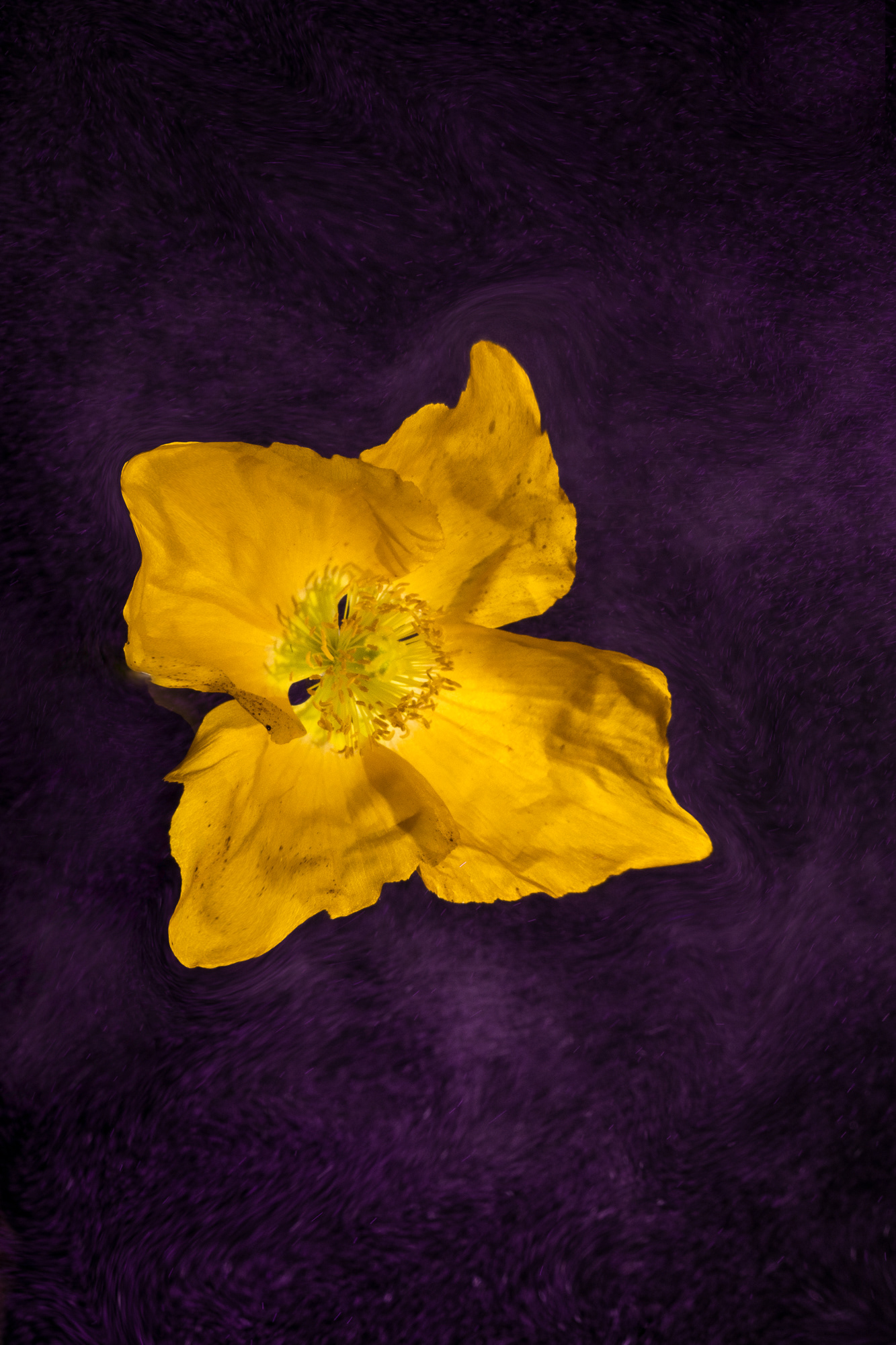 Starfighter Poppy