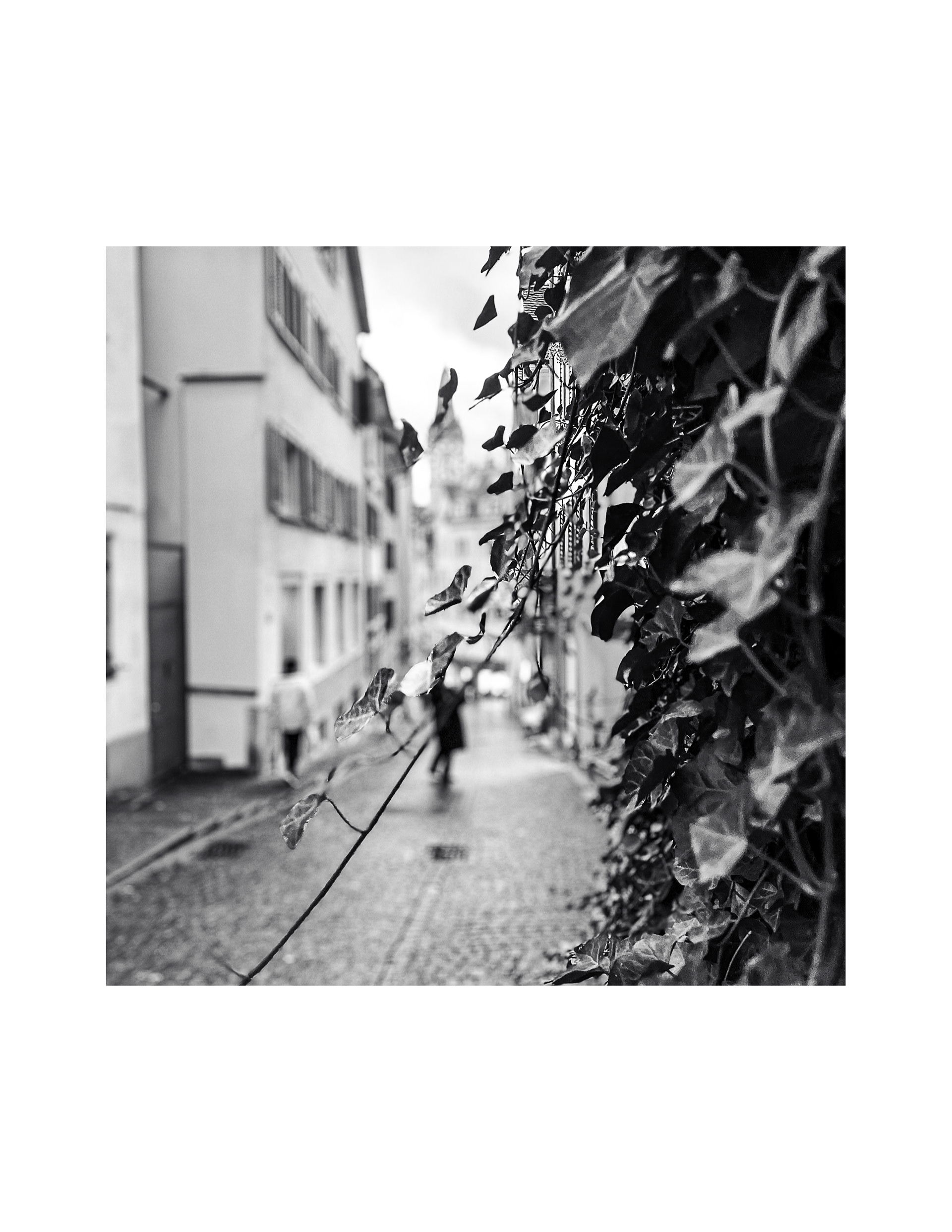 | Vines | We all need some help, but life also is about adaptation we often ignore or take it for granted. Incessantly complaining one's flight without investigation and action is lack of effort. Observing other people and being inquisitive to how they do it should be a large part of the life equation in adapting to our environment. Plants like this vine surrounded in concrete jungle manages to thrive. I often think they simply should not be living where they are, but they persistently cling on to just not to live but to flourish wherever. Resilient vines.