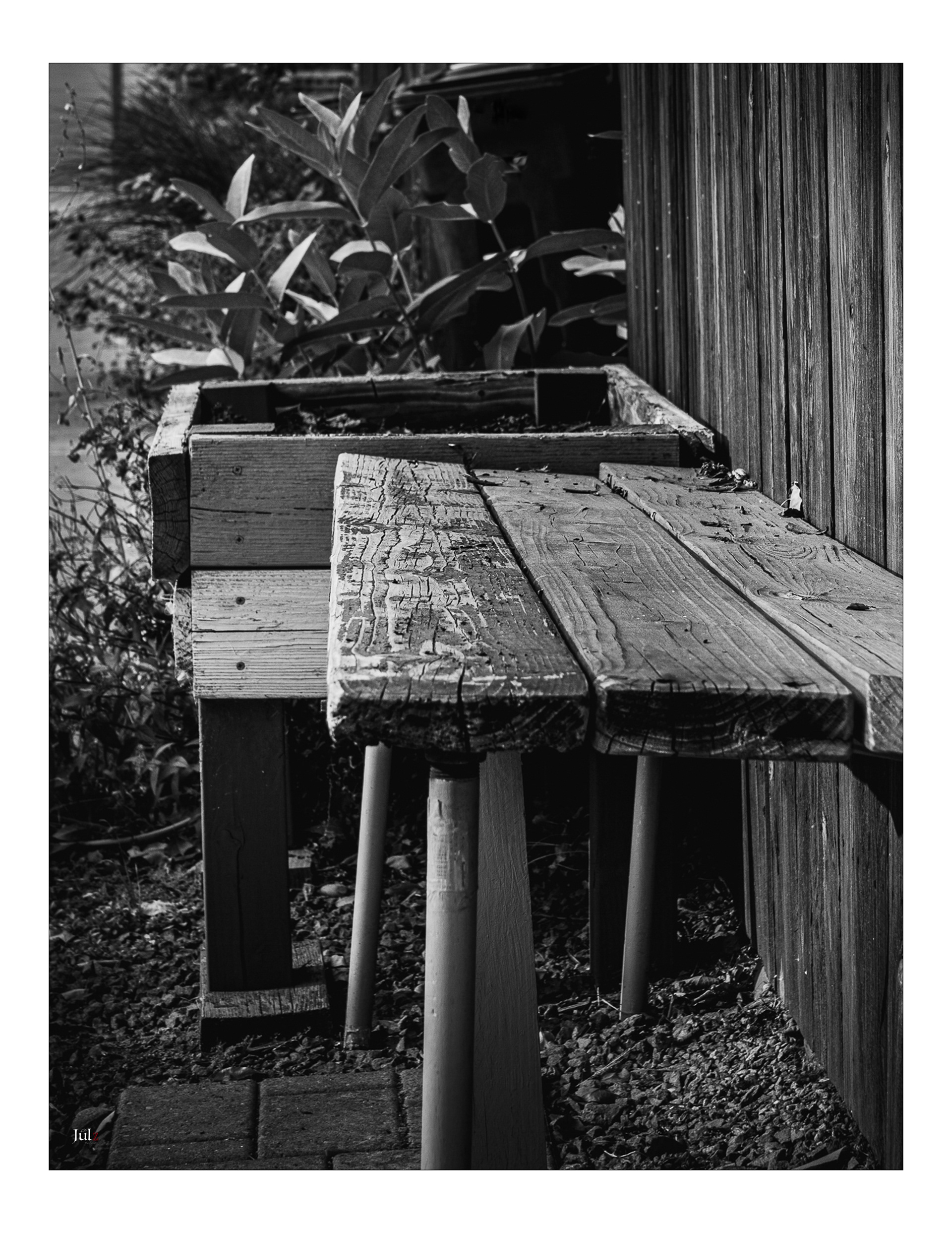 |EMPTY||| Fluttering golden daffodils wilted; Empty bench. No one to sit with by the daffodils.