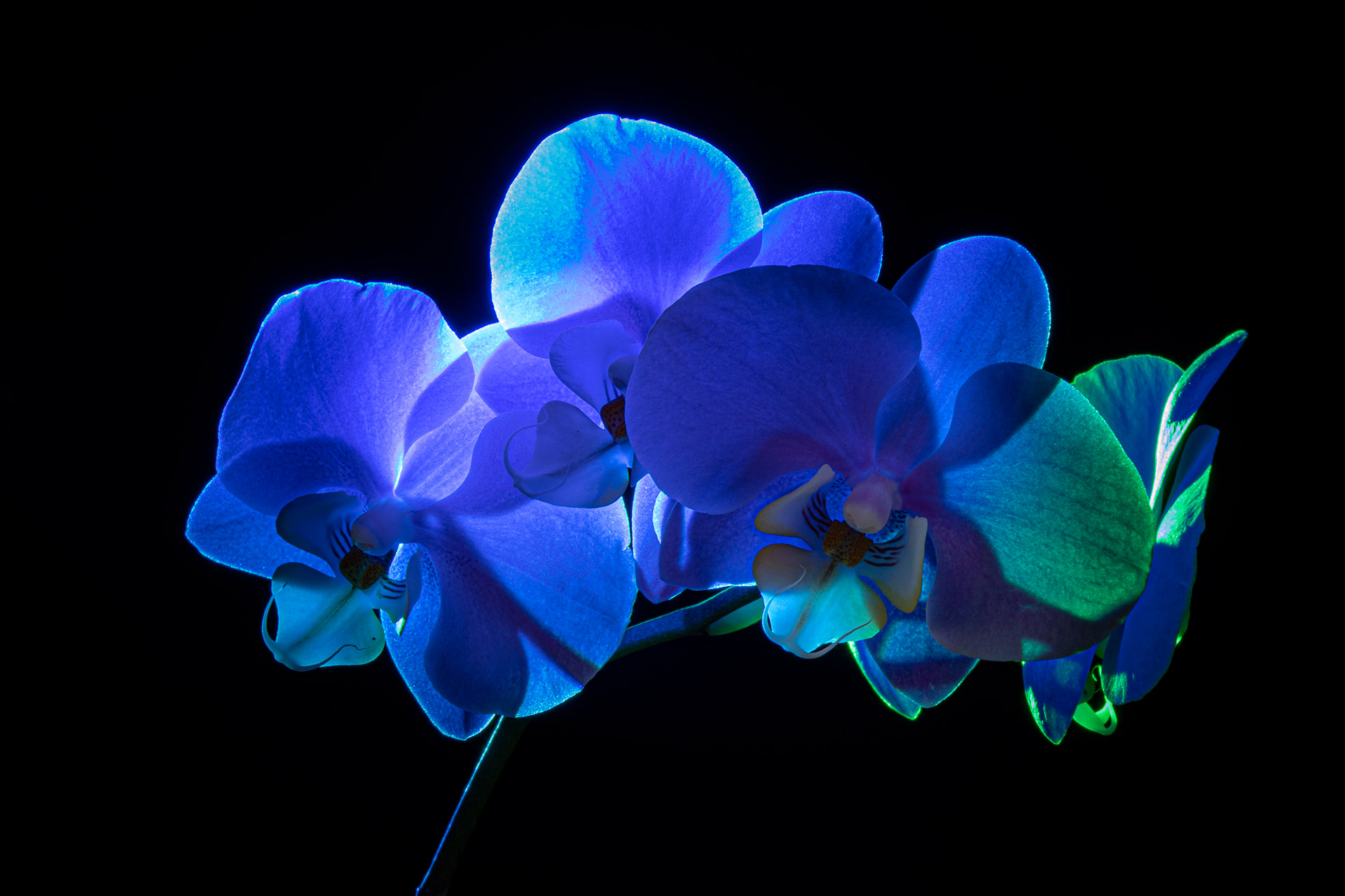 Blue Lights UFO