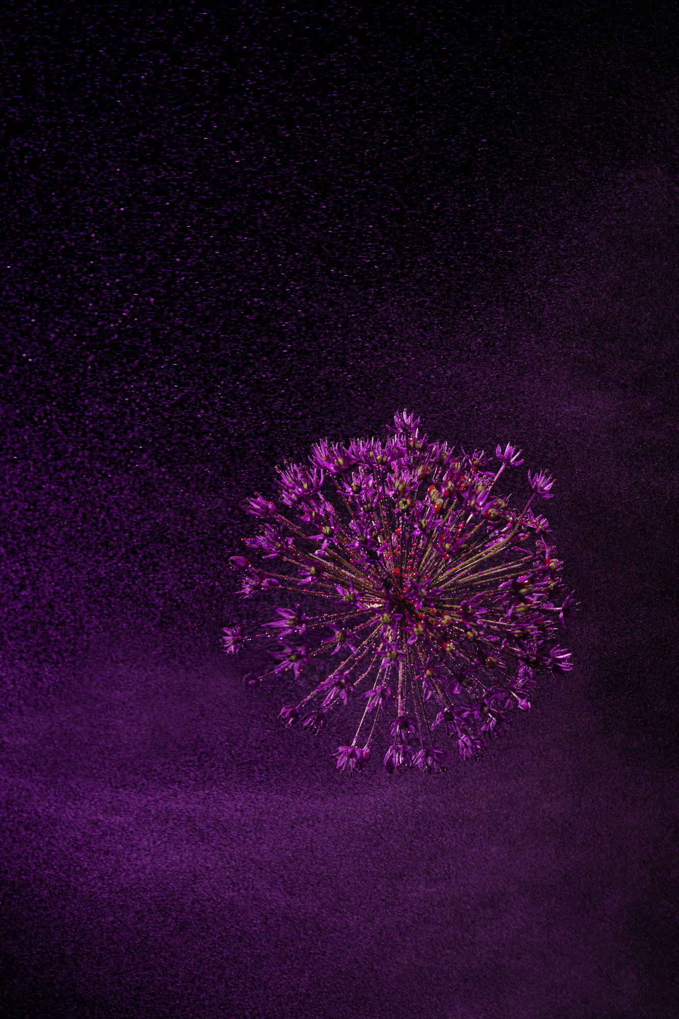 DeathStar Allium Hollandicum