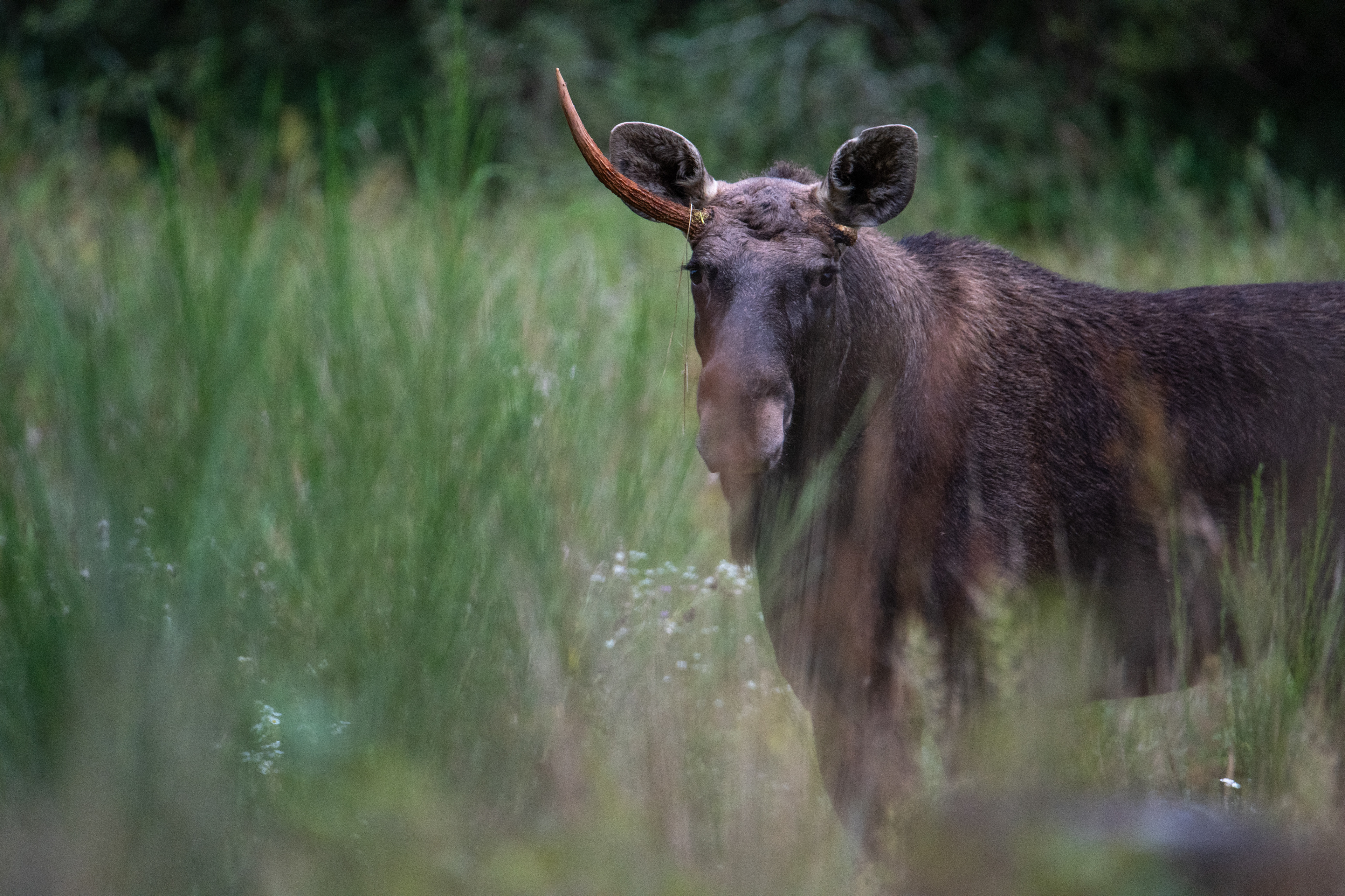 Łoś euroazjatycki (Alces alces)