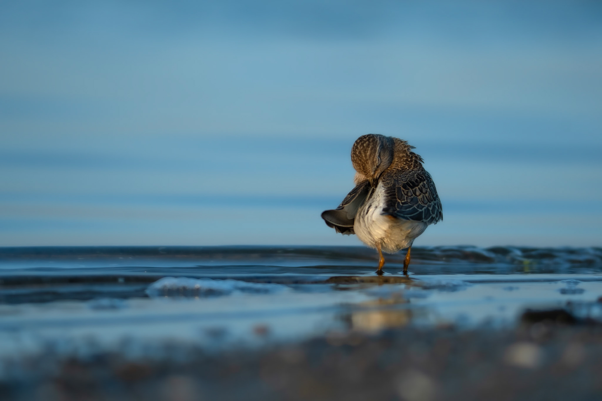 Biegus mały (Calidris temminckii)