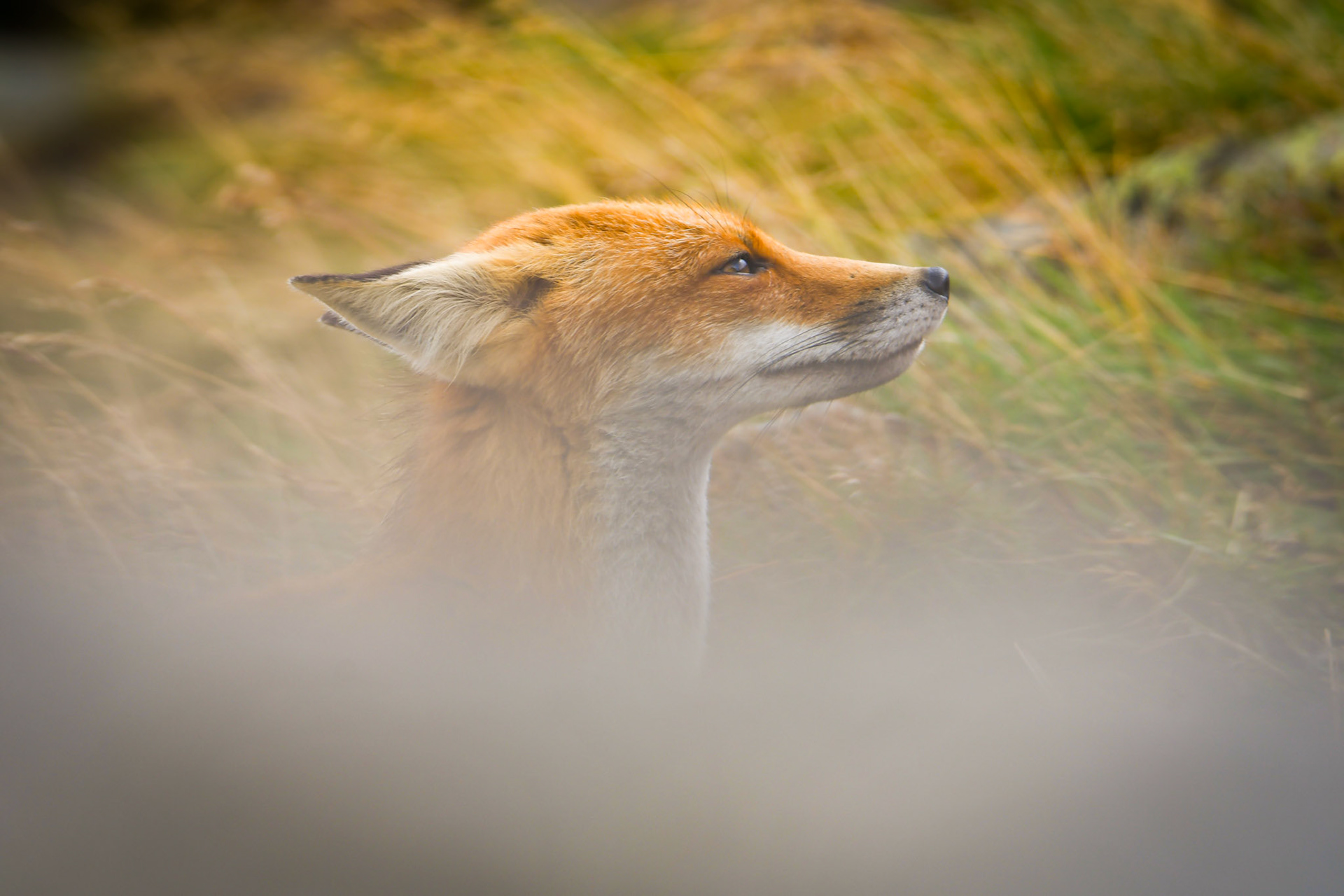 Lis rudy (Vulpes vulpes)