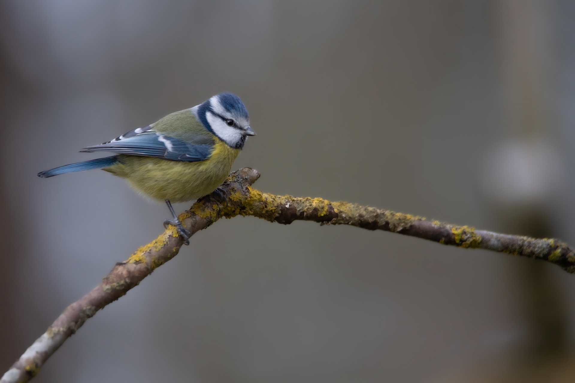 Modraszka (Cyanistes caeruleus) 