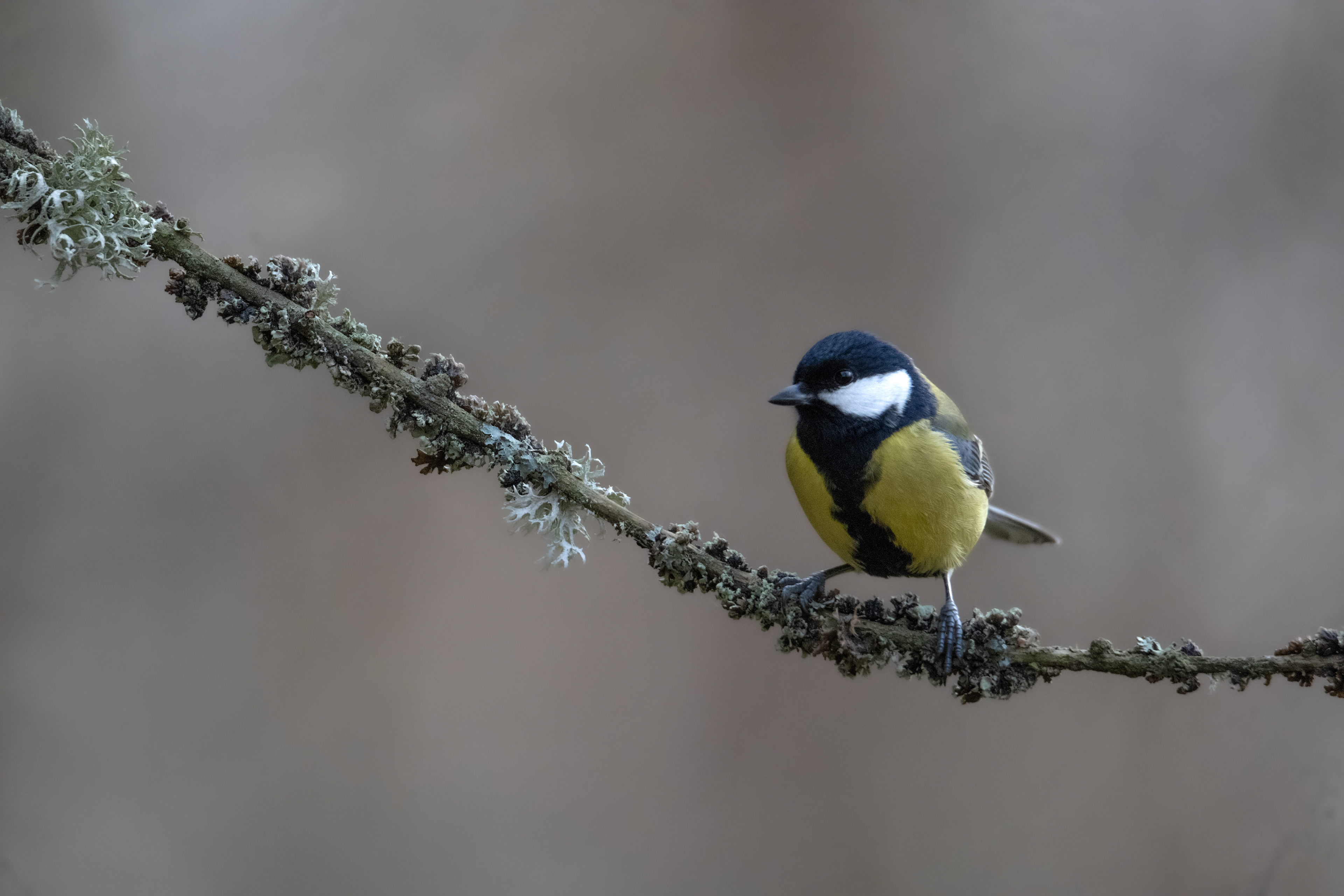 Sikora bogatka (Parus major) 