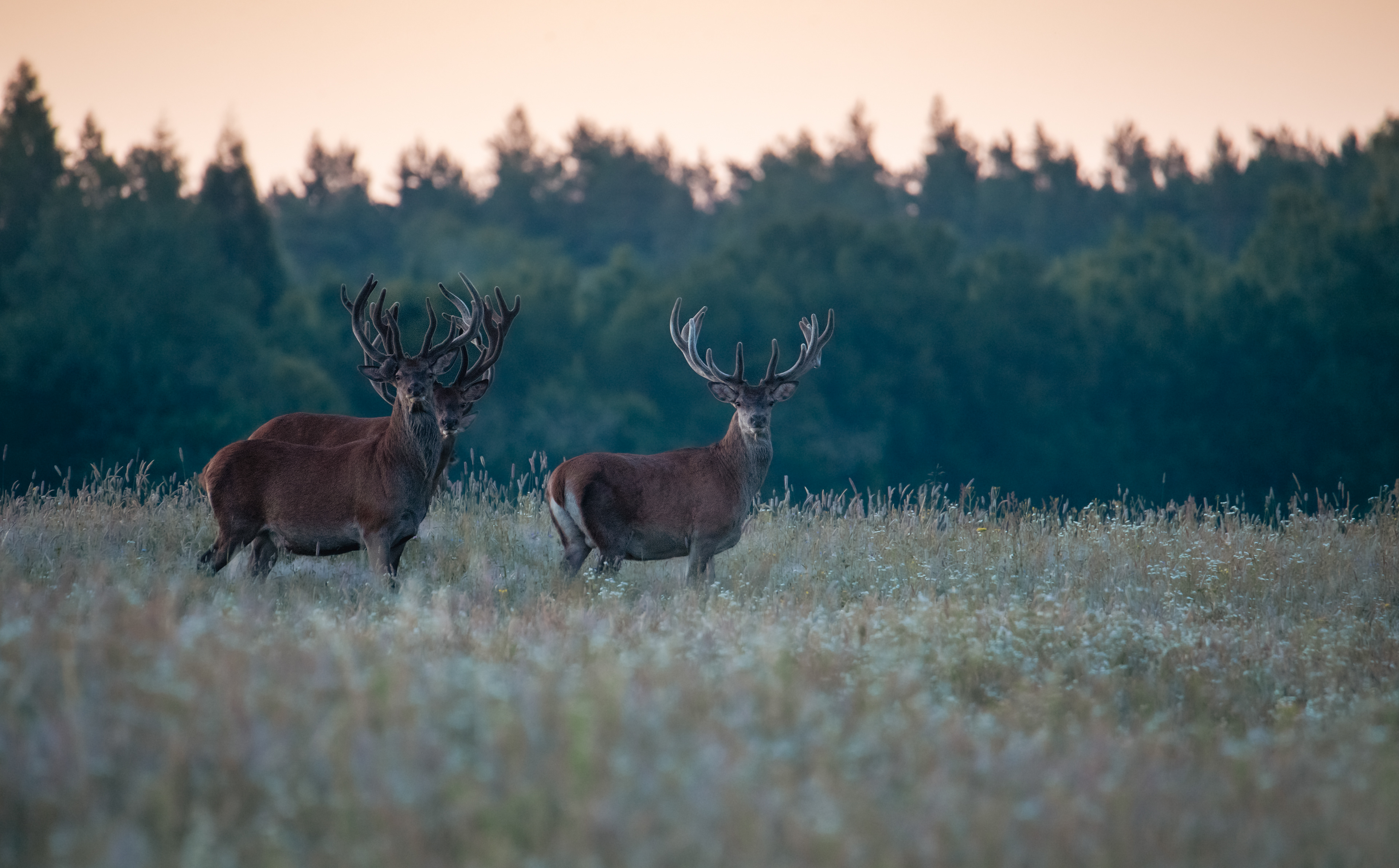 Jeleń szlachetny Cervus elaphus) 