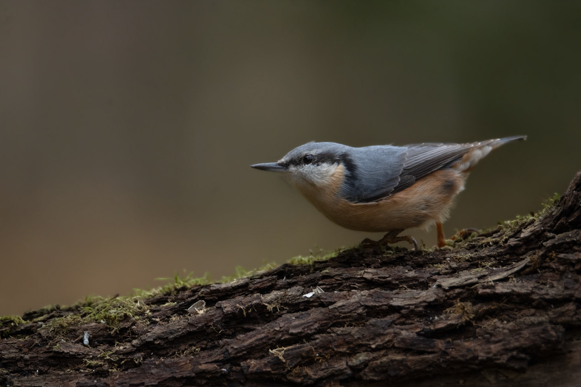 Kowalik (Sitta europaea)