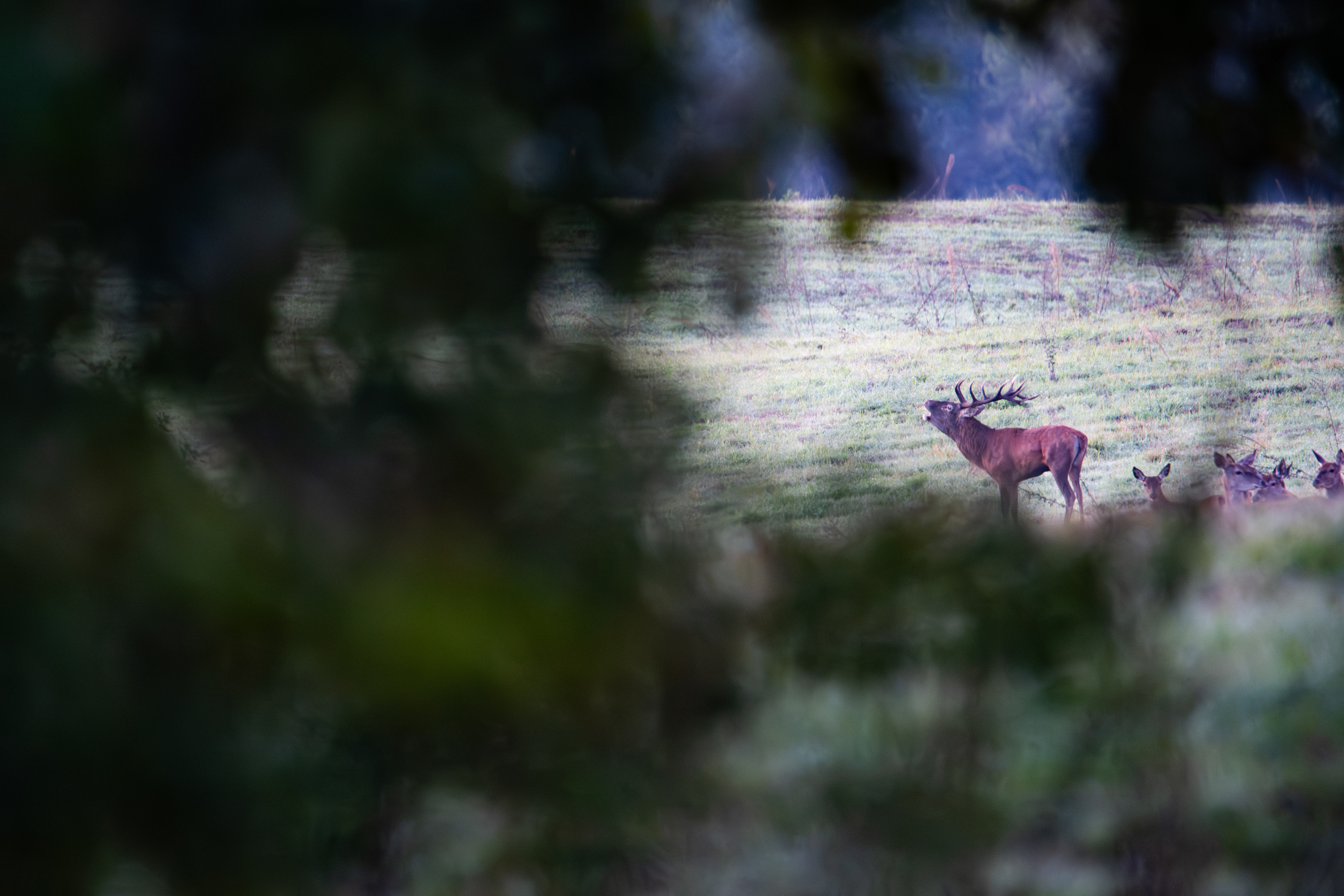 Jeleń szlachetny Cervus elaphus) 