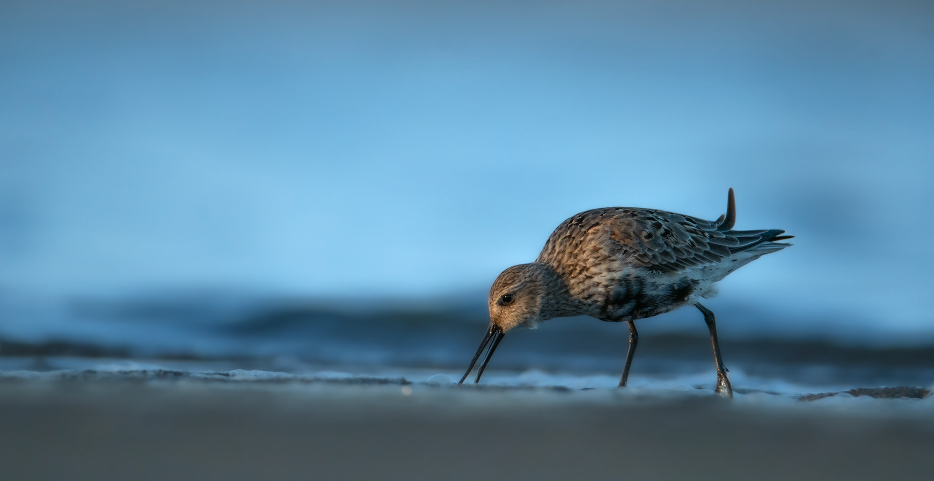 Biegus zmienny (Calidris alpina)