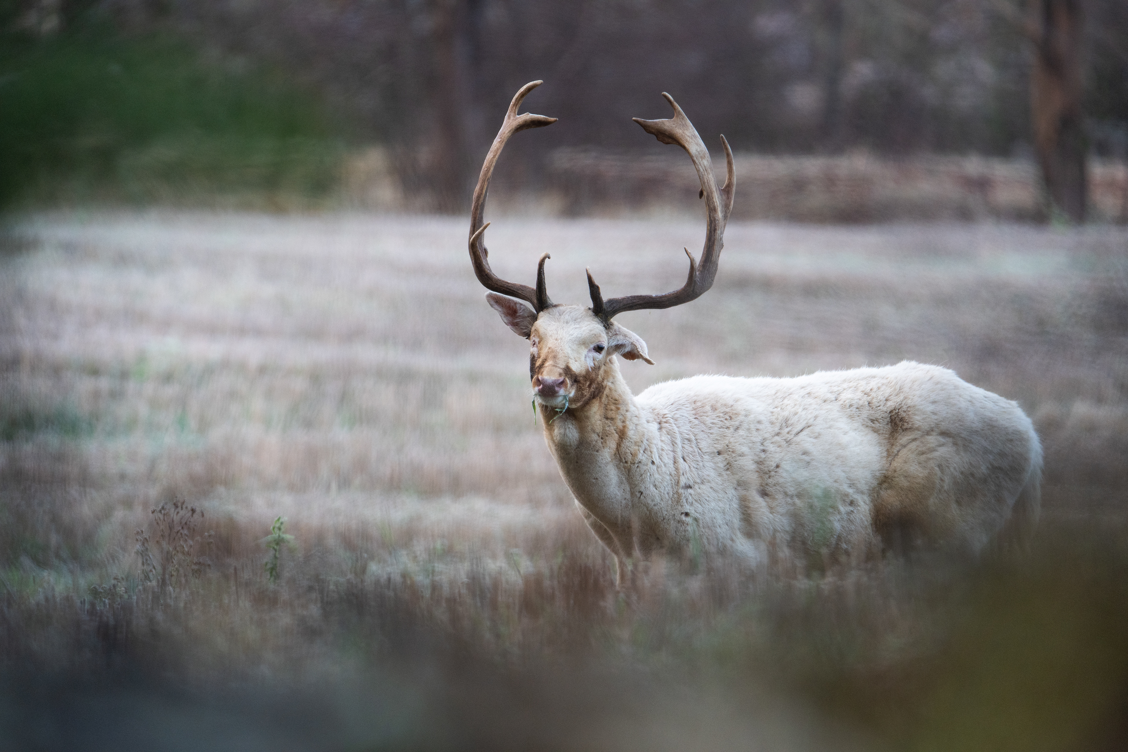 Daniel zwyczajny (Dama dama)