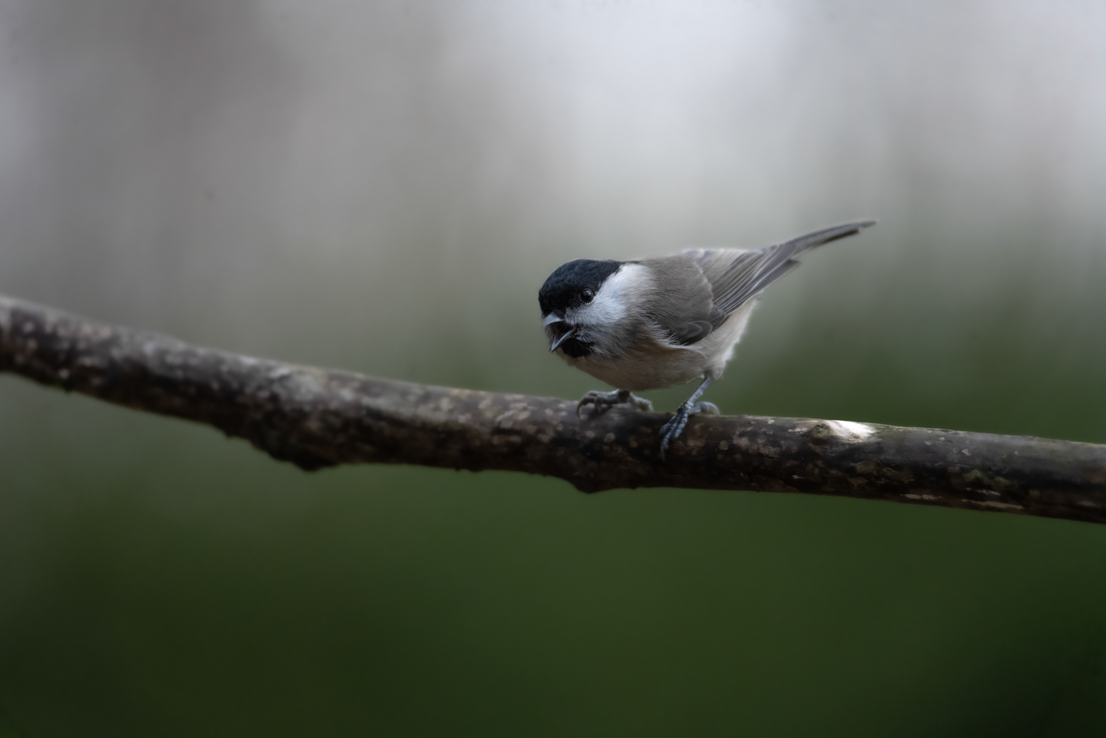 Sikora uboga (Poecile palustris)