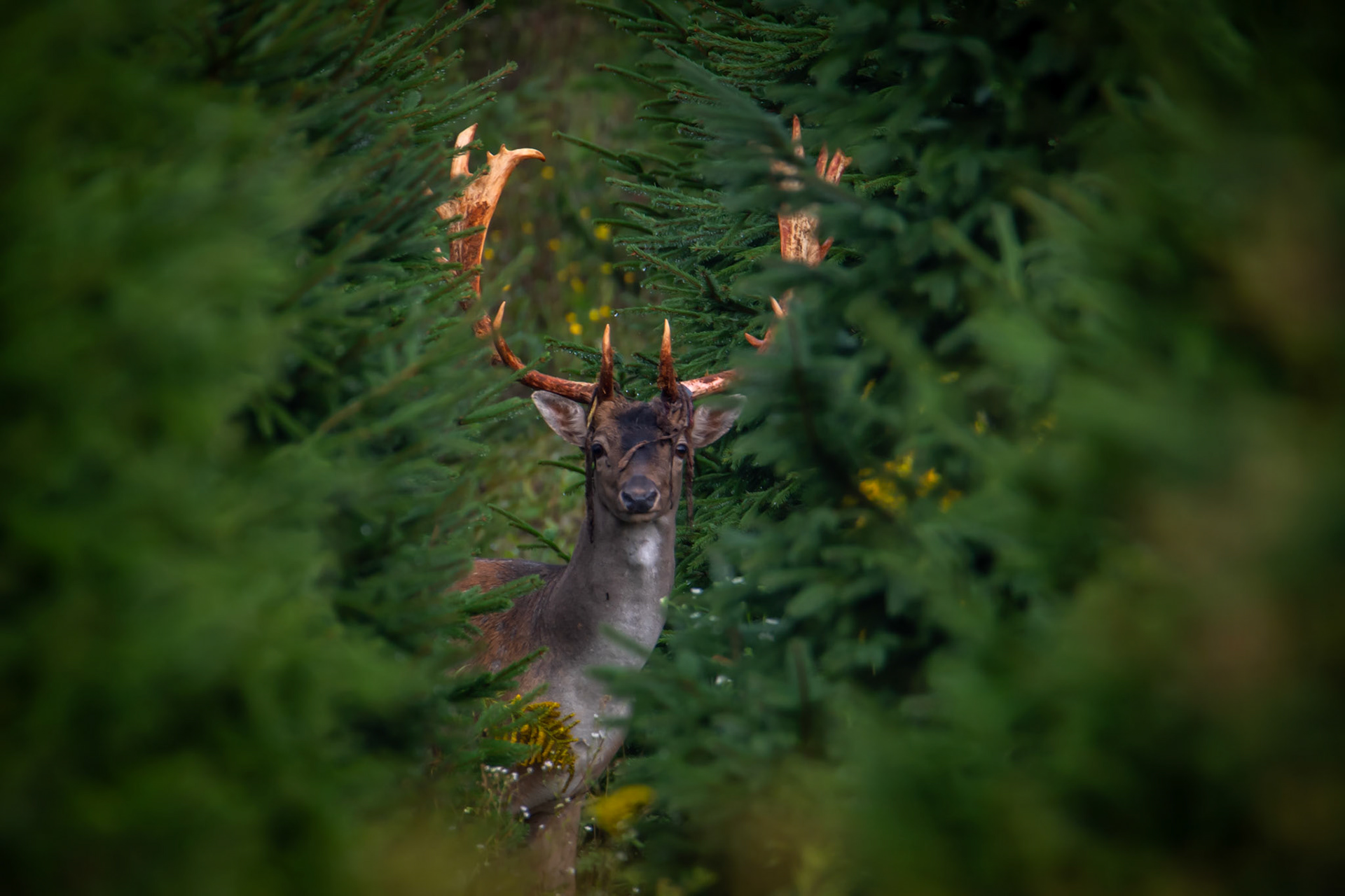 Daniel zwyczajny (Dama dama)