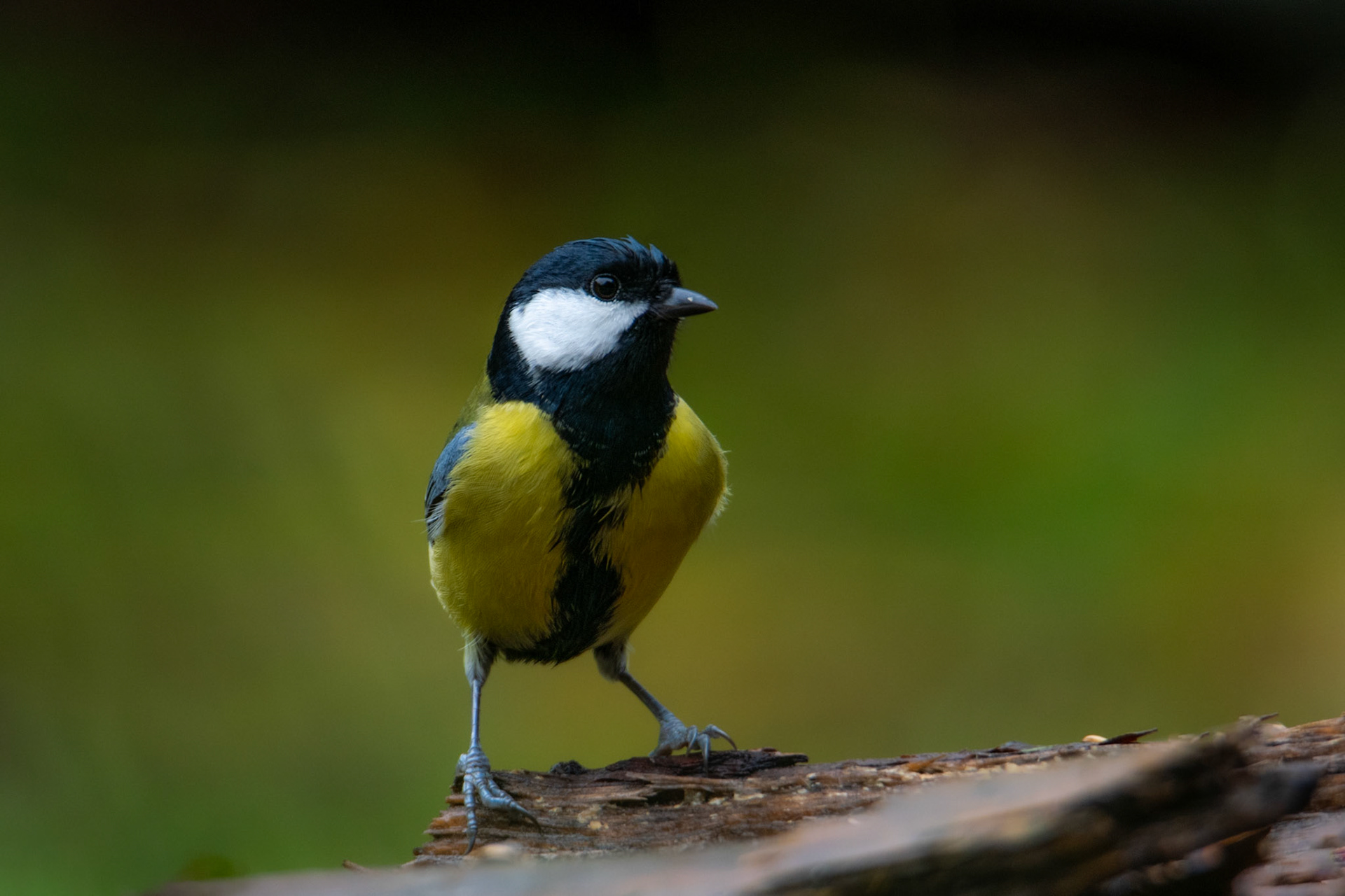 Sikora bogatka (Parus major) 