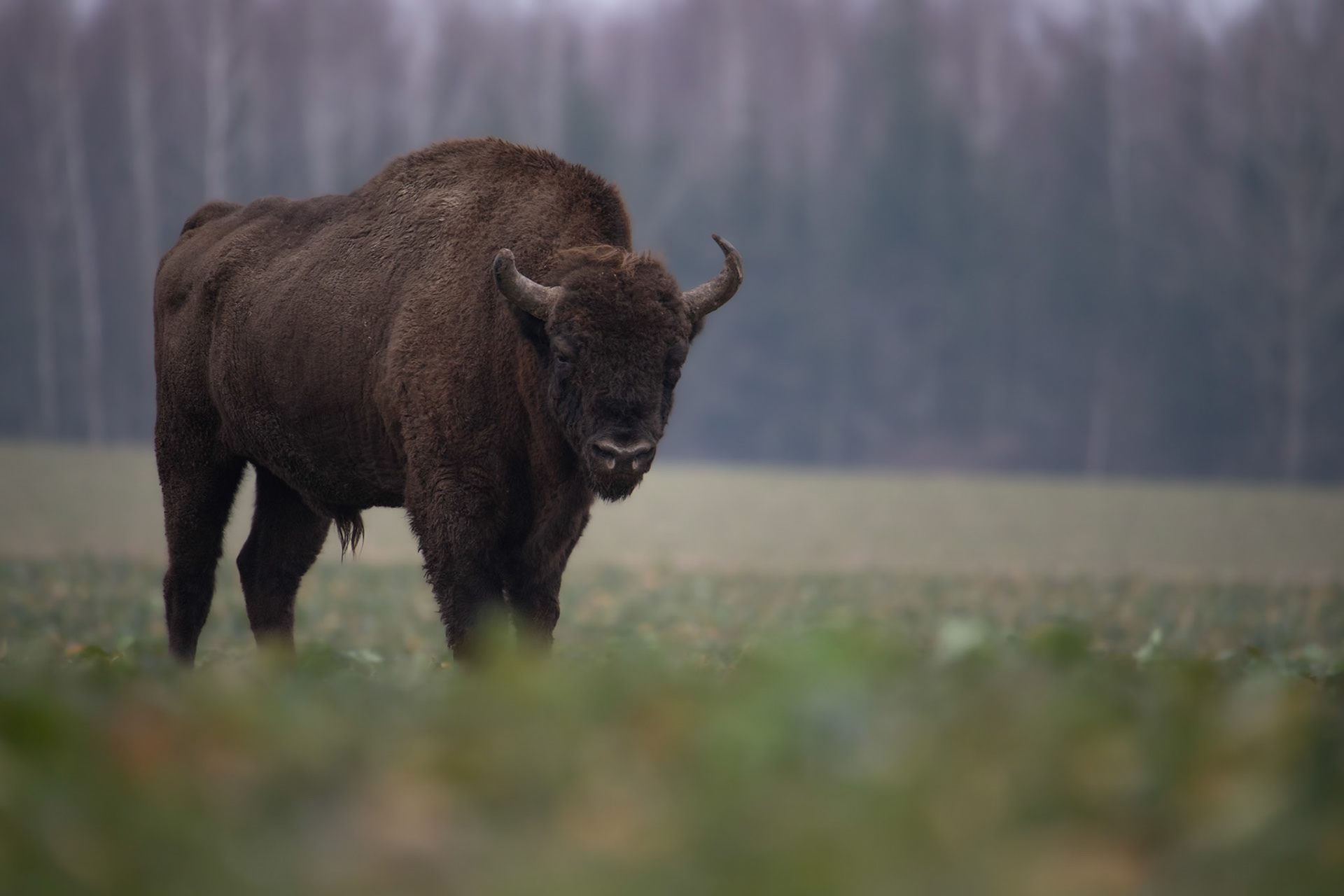 Żubr europejski (Bos bonasus)