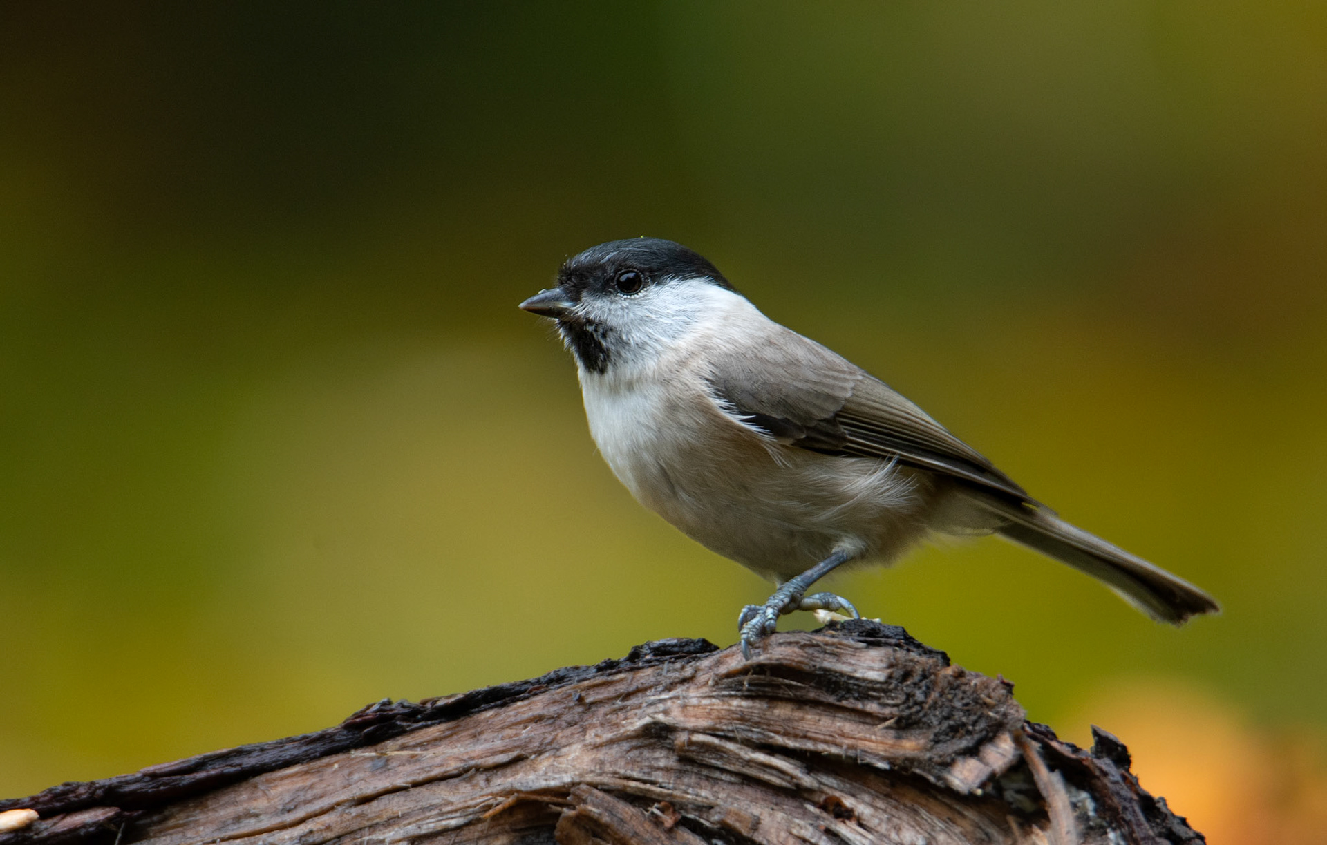 Sikora uboga (Poecile palustris)
