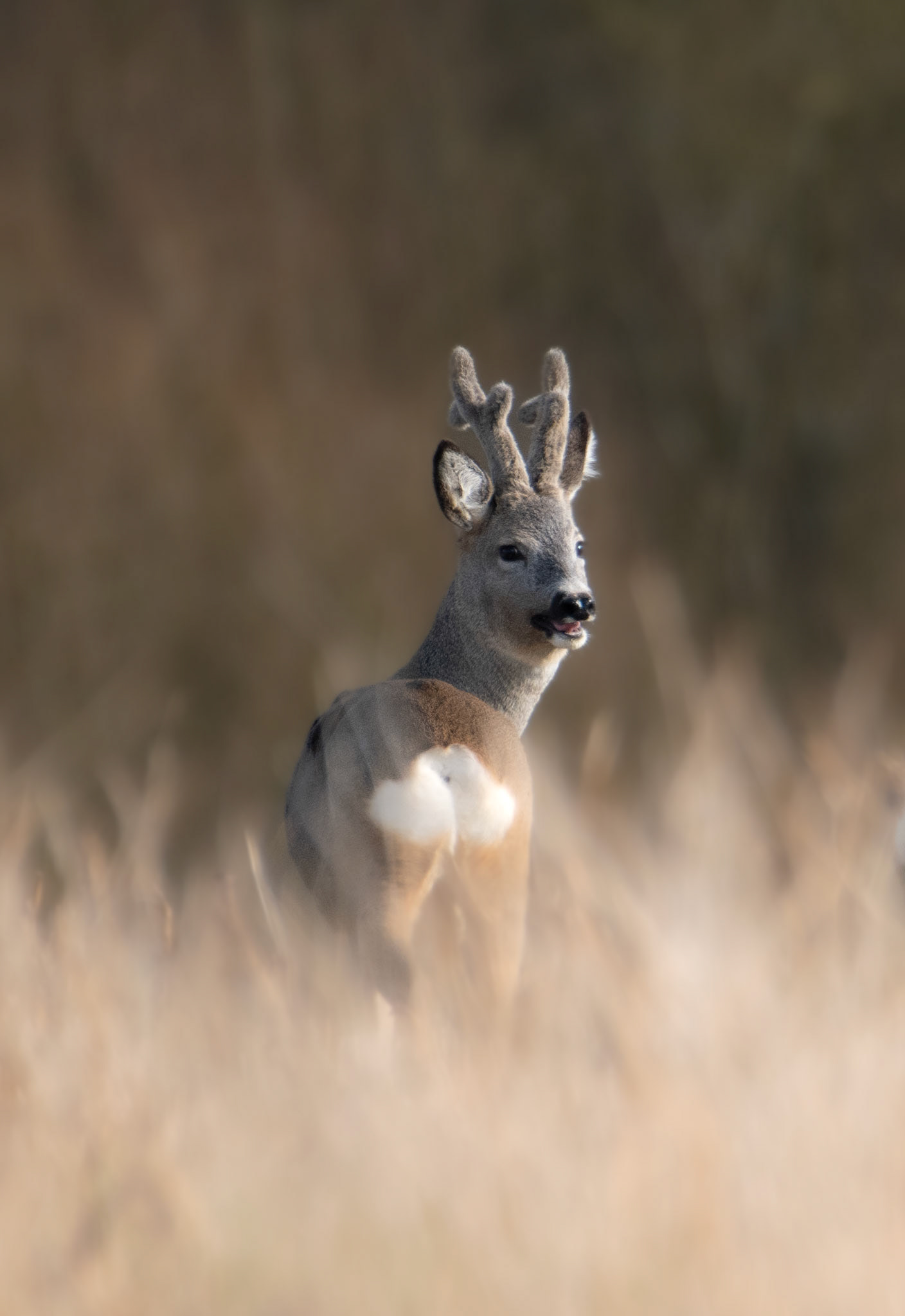 Sarna europejska (Capreolus capreolus)