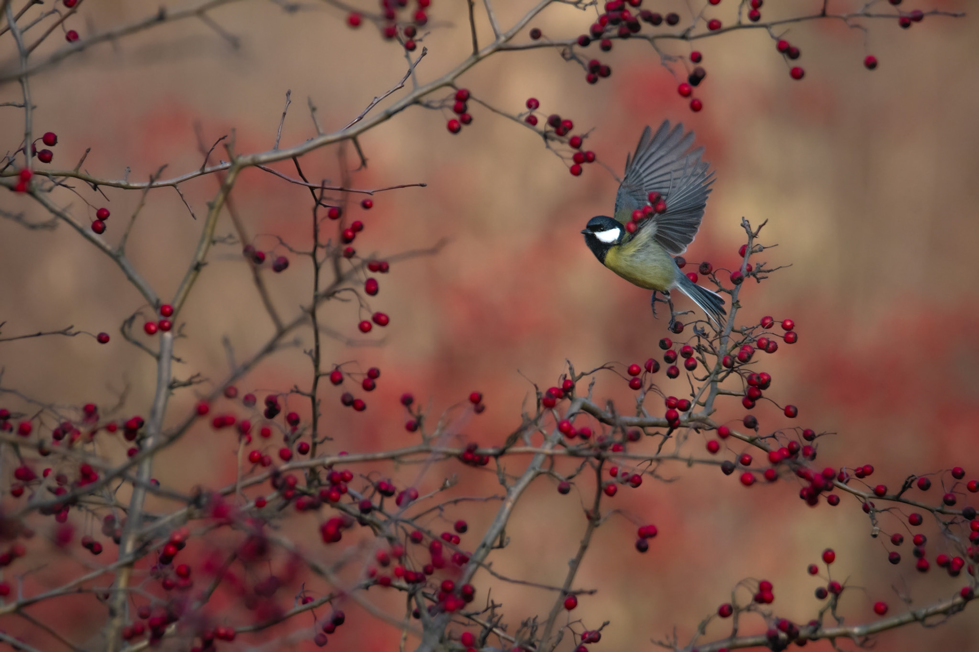 Sikora bogatka (Parus major) 