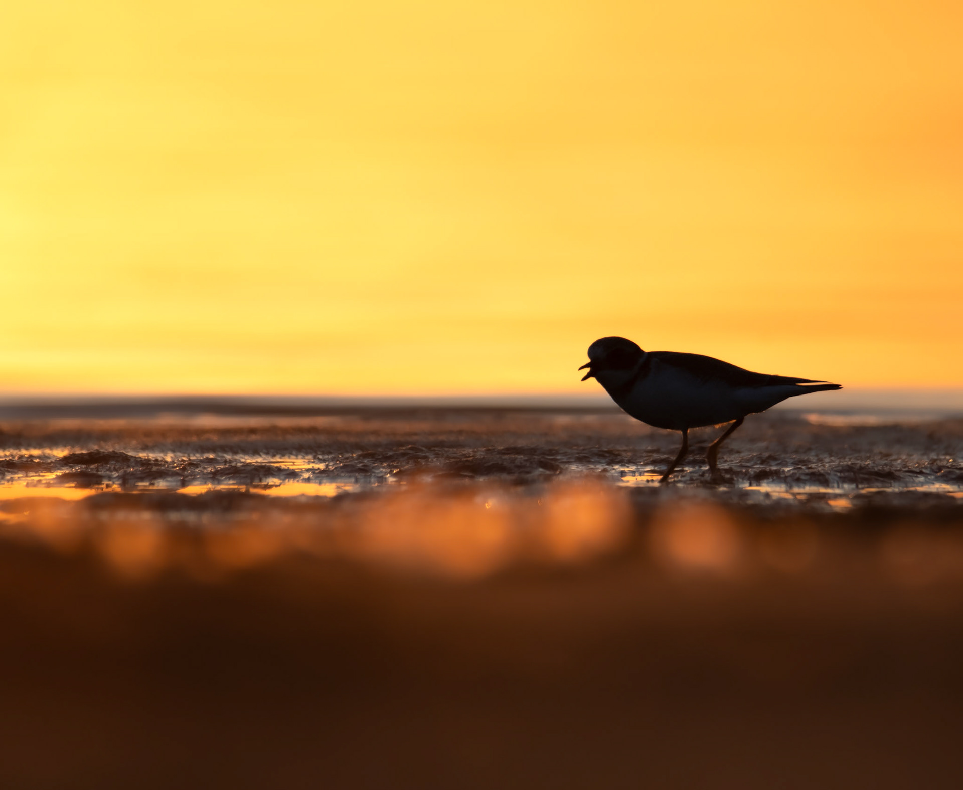Sieweczka obrożna (Charadrius hiaticula)