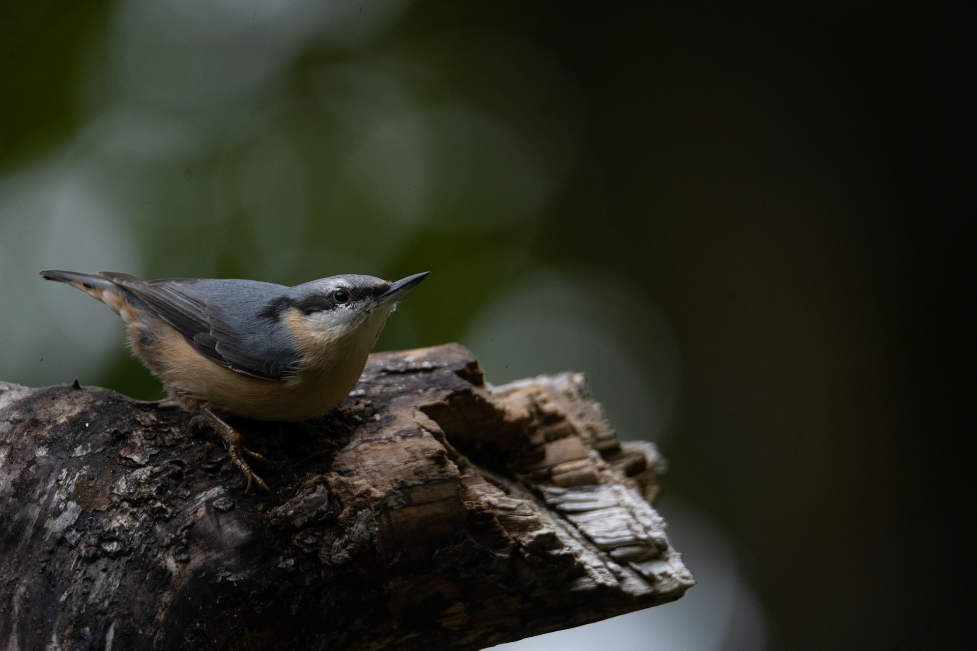 Kowalik (Sitta europaea)