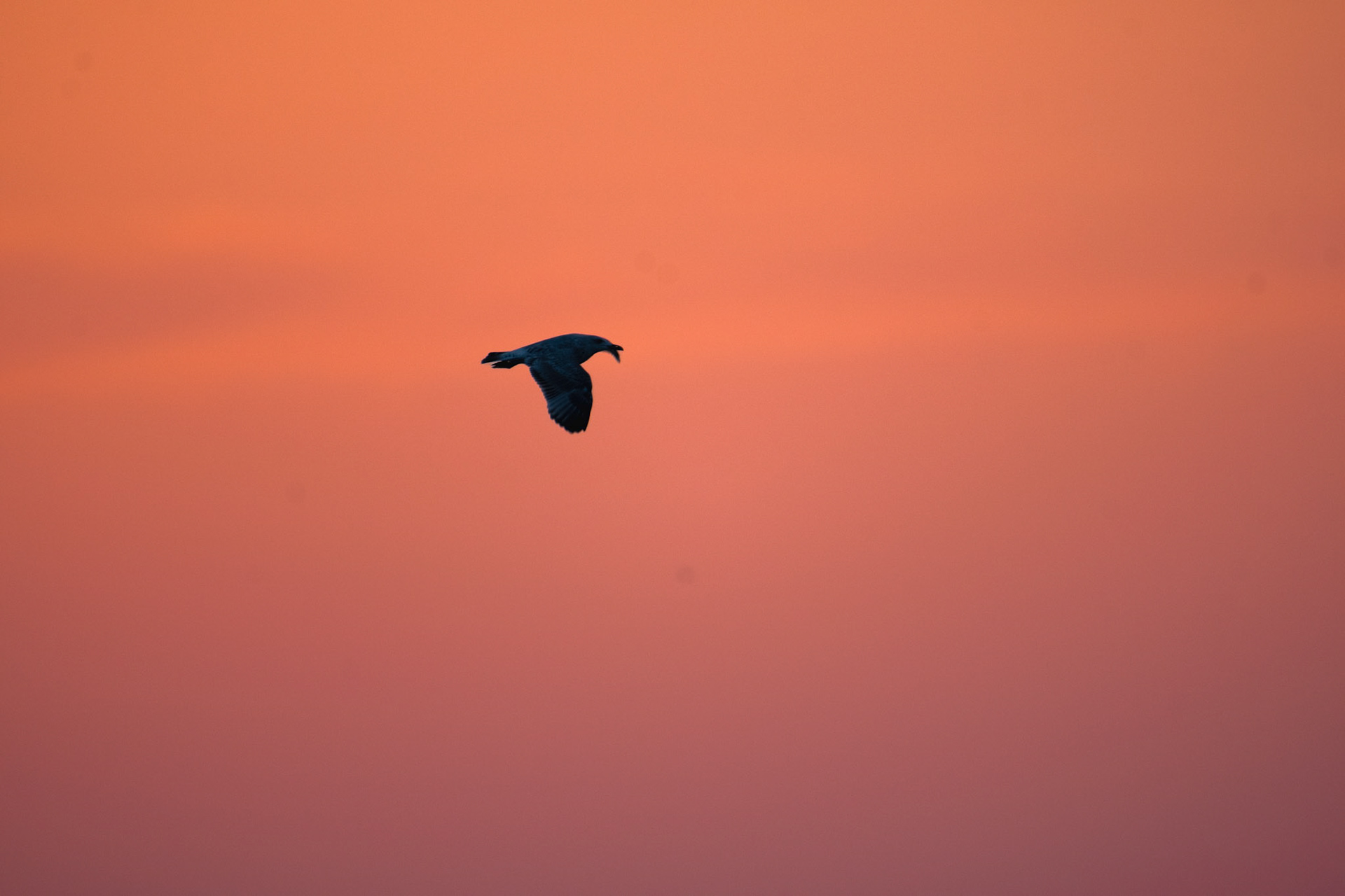 Mewa srebrzysta (Larus argentatus) 